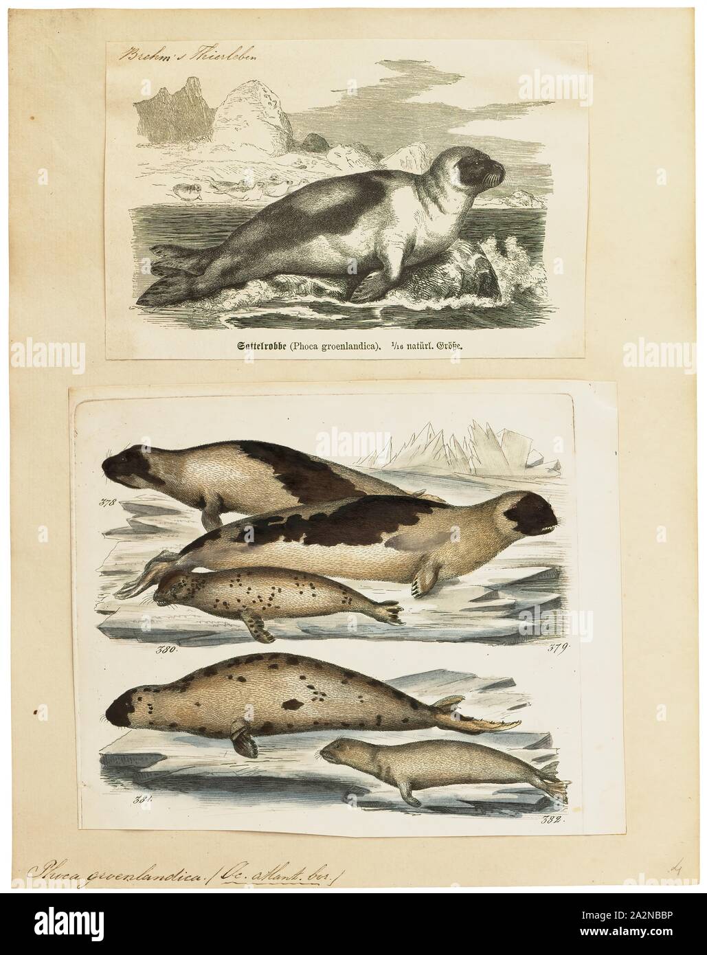 Phoca groenlandica, Imprimer, le phoque du Groenland ou joint de saddleback, Pagophilus groenlandicus est une espèce de phoque earless, ou vrai sceau, originaire de l'extrême nord de l'océan Atlantique et l'océan Arctique. À l'origine dans le genre Phoca avec un certain nombre d'autres espèces, il a été reclassé dans le genre monotypique Pagophilus en 1844. En latin, son nom scientifique se traduit par 'la glace du Groenland, amant ' et son synonyme taxonomique, Phoca groenlandica se traduit par 'joint groenlandais Banque D'Images