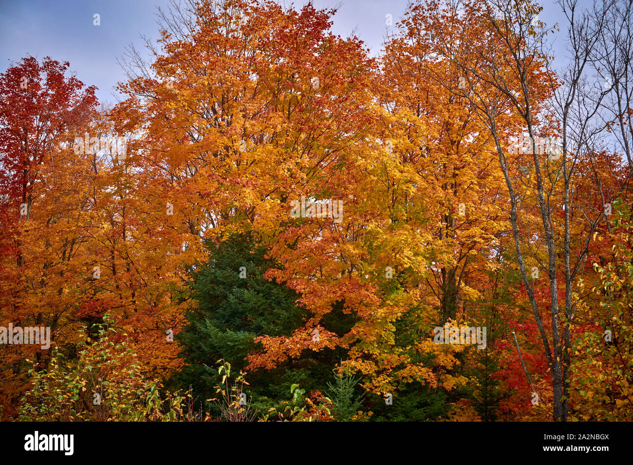 Les couleurs de l'automne Algonquin Provincial Park (Ontario) Banque D'Images