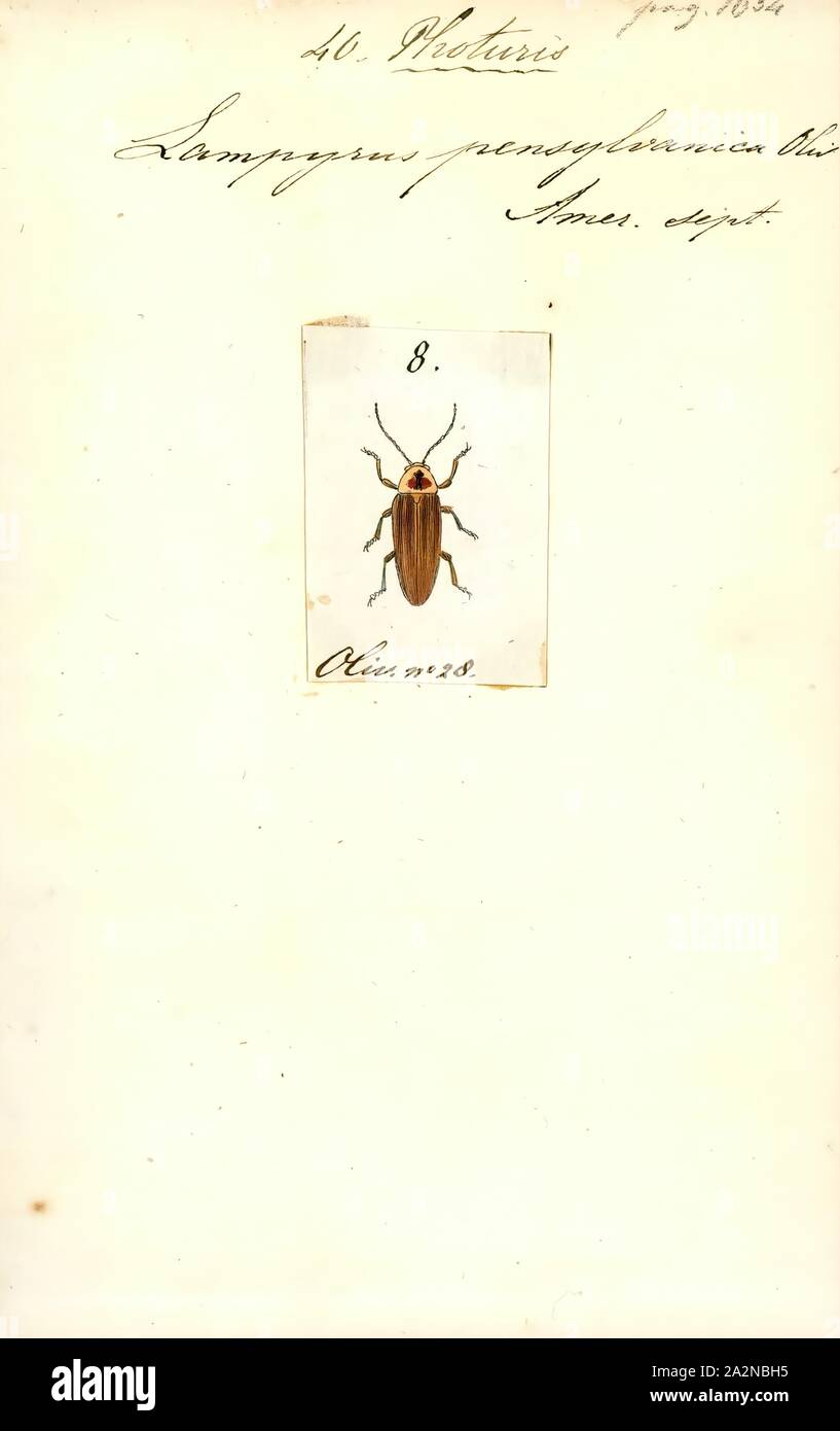 Photuris, Imprimer, Photuris est un genre de lucioles (coléoptères de la famille des Lampyridae). Ce sont les bugs de la foudre femme fatale de l'Amérique du Nord. Ce nom fait référence à un comportement des femelles adultes de ces coléoptères prédateurs ; ils s'engagent dans le mimétisme agressif, imitant les signaux lumineux d'autres espèces firefly' pour attirer les femelles, tuer et manger les hommes. Leurs signaux bioluminescents clignotant semblent avoir évolué de façon indépendante et éventuellement adaptés à ceux de leurs proies, principalement des Lampyrinae, tels que Rover (laquelle Photinus Firefly) ou Pyractomena Banque D'Images