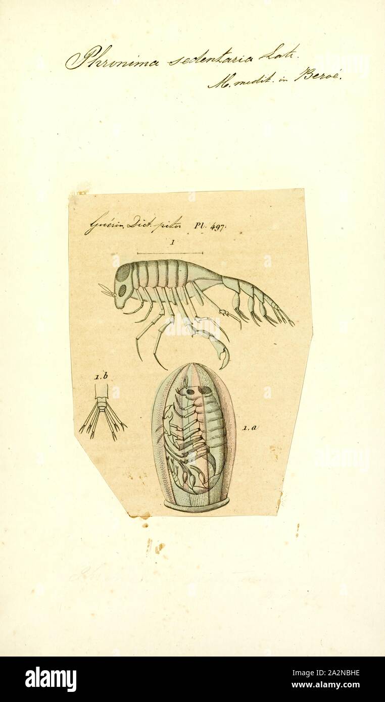 Phronima sedentaria Phronima sedentaria, Print, est une espèce de crustacés amphipodes trouvés dans les océans à une profondeur de jusqu'à 1 km (0,6 mi Banque D'Images