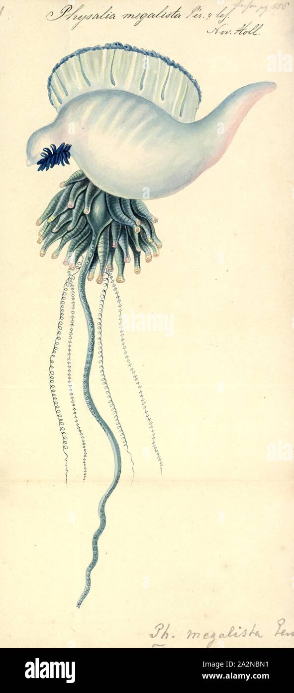 Physalia, megalista Imprimer, le portugais o' war (Physalia physalis),  aussi connu comme l'homme de guerre, est un hydrozoaire marines trouvées  dans les océans Atlantique, Indien et Pacifique. C'est l'une des deux  espèces
