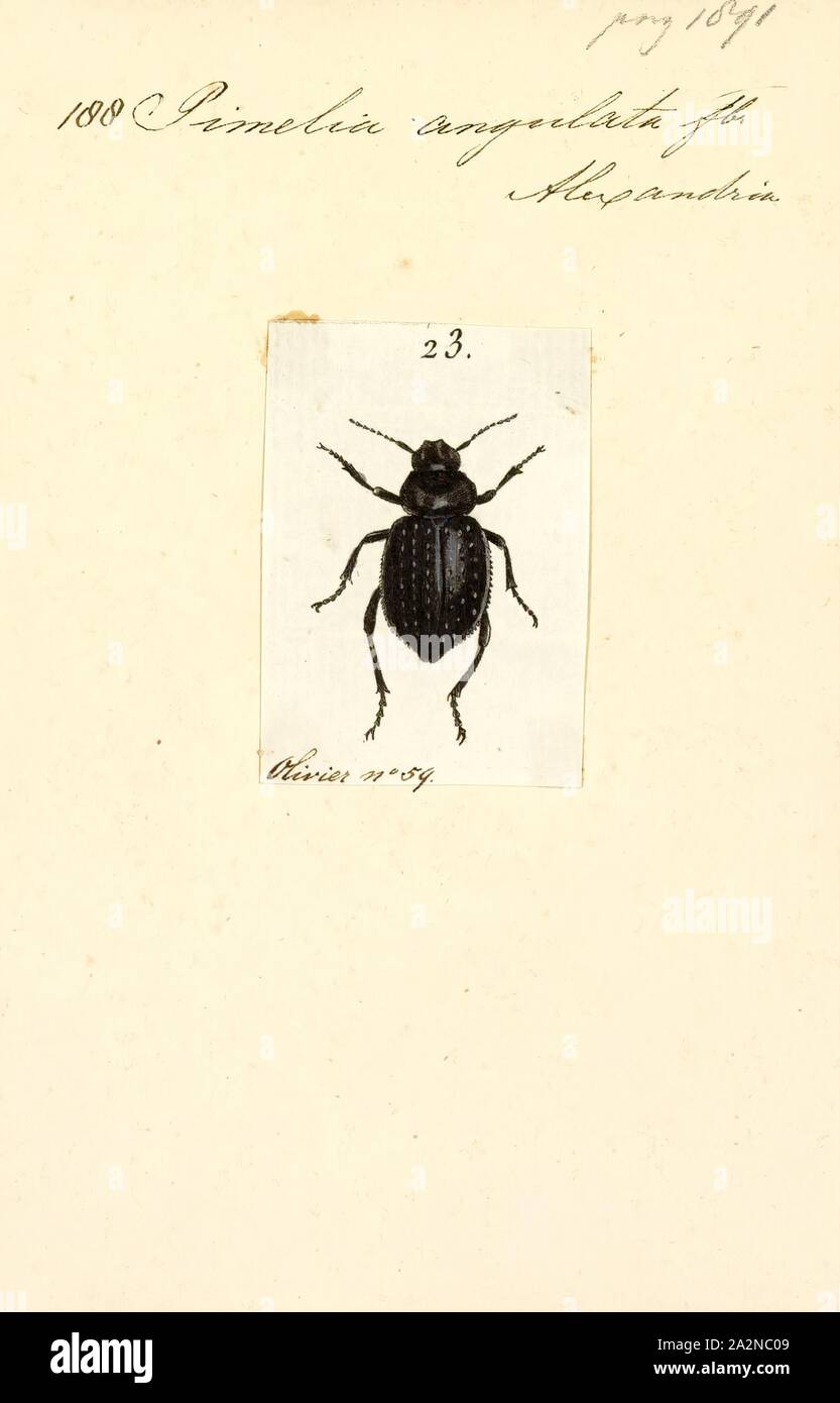 Pimelia, Imprimer, Pimelia est un genre de coléoptères darkling dans la sous-famille des Pimeliinae Banque D'Images