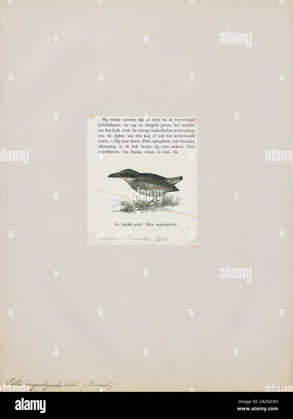 Pitta megarhyncha, Imprimer, le Pitta Pitta megarhyncha (mangrove) est une espèce de passereau de la famille des Pittidae le sous-continent indien de l'Est et l'ouest de l'Asie du sud-est. Elle fait partie d'une super-espèce, où il est placé avec l'Indian Pitta Pitta, la fée et le blue-winged pitta mais n'a pas de sous-espèces reconnues. Un oiseau, il a une tête noire avec couronne marron, blanc verdâtre, la gorge, les parties supérieures et les parties inférieures chamois zone d'aération rougeâtre. Son aire de répartition s'étend de l'Inde à la Malaisie et l'Indonésie. On la trouve dans les forêts de mangrove et de palmier nipa où elle se nourrit de crustacés Banque D'Images