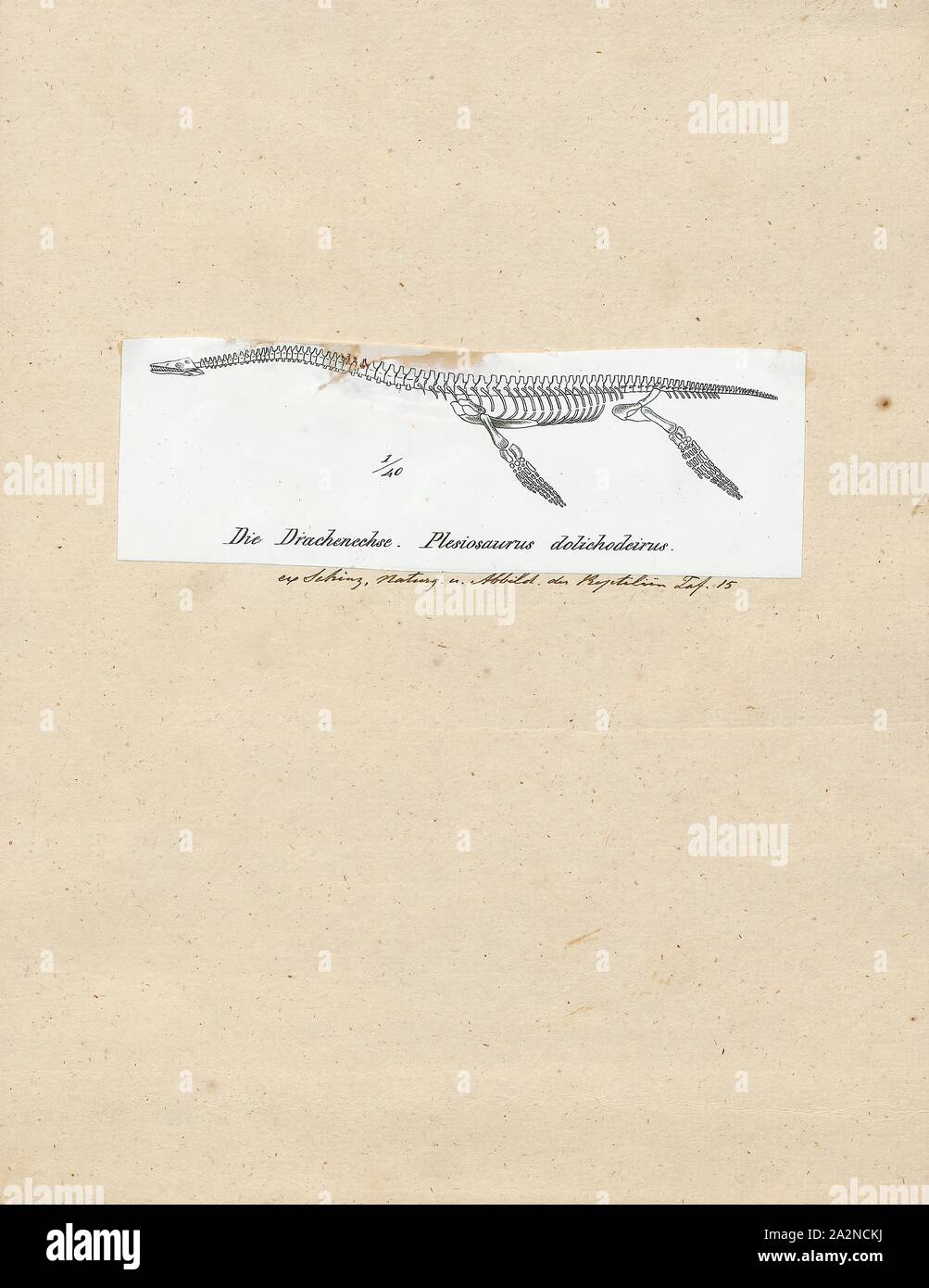 Plesiosaurus dolichodeirus, Imprimer, Plesiosaurus (Grec : πλησιος/plesios, près de  + σαυρος/sauros lézard,) est une espèce disparue, un grand reptile marin qui sauropterygian ont vécu durant la première partie de la période jurassique, et est connu par près de squelettes complets de la Lias de l'Angleterre. Il est reconnaissable à sa petite tête, cou long et mince, large turtle-comme corps, une queue courte, et deux paires de grandes, de forme allongée des pagaies. Il donne son nom à l'ordre Plesiosauria, dont elle est un début, mais assez typique. Il ne contient qu'une espèce, le Plesiosaurus dolichodeirus type, Banque D'Images