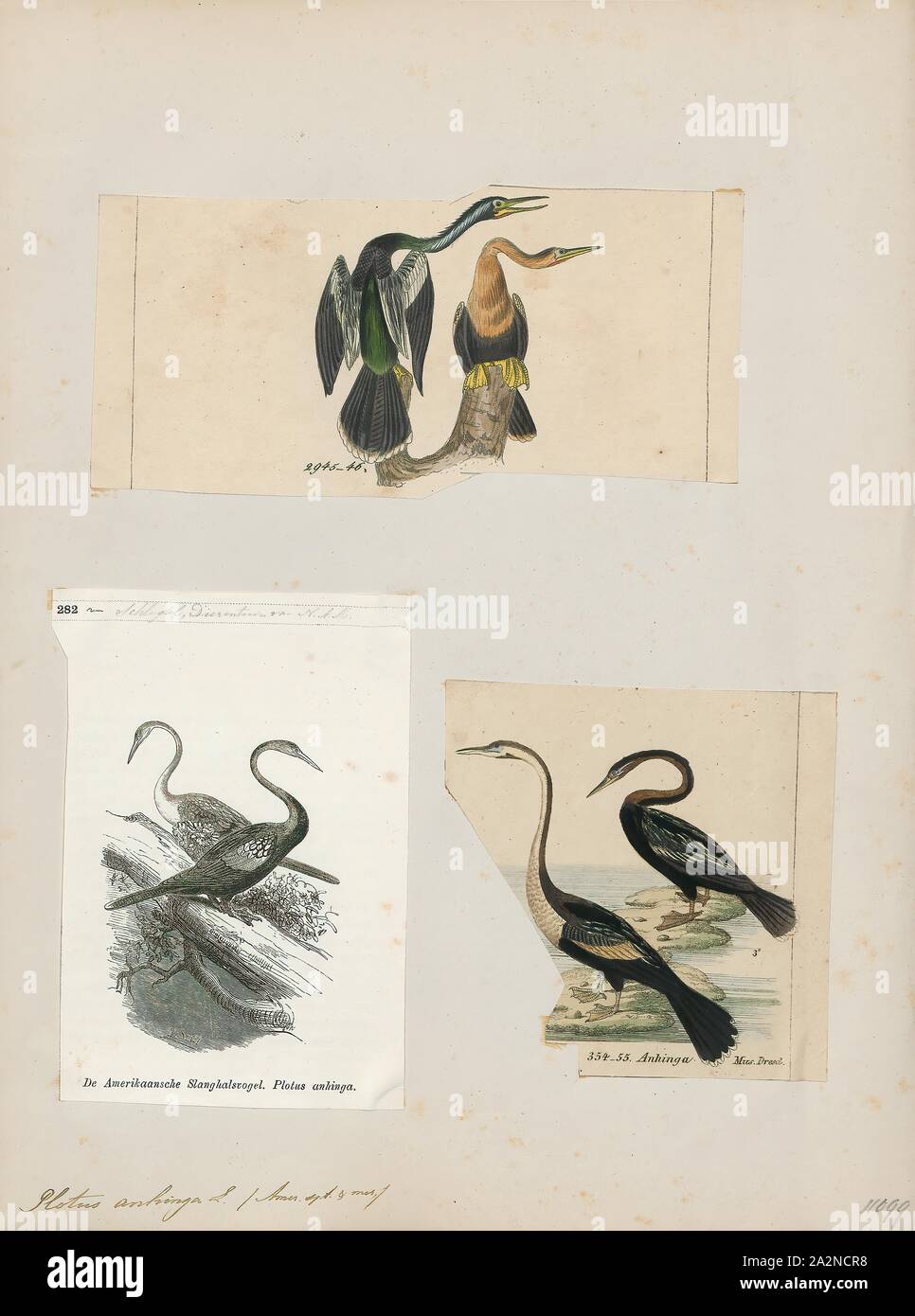 Anhinga Plotus, Imprimer, l'anhinga, parfois appelé snakebird, vert, vert, de l'Amérique ou de l'eau de la Turquie, est un oiseau aquatique de la parties plus chaudes de l'Amérique. L'anhinga mot vient de la langue Tupi du Brésil et moyens d'oiseaux oiseau serpent ou diable. L'origine du nom snakebird est évidente quand la natation : seul le cou de couleur apparaît au-dessus de l'eau, l'oiseau ressemble à un serpent prêt à frapper. Ils n'ont pas de narines externes (Nares) et de respirer uniquement par leur épiglotte., 1700-1880 Banque D'Images