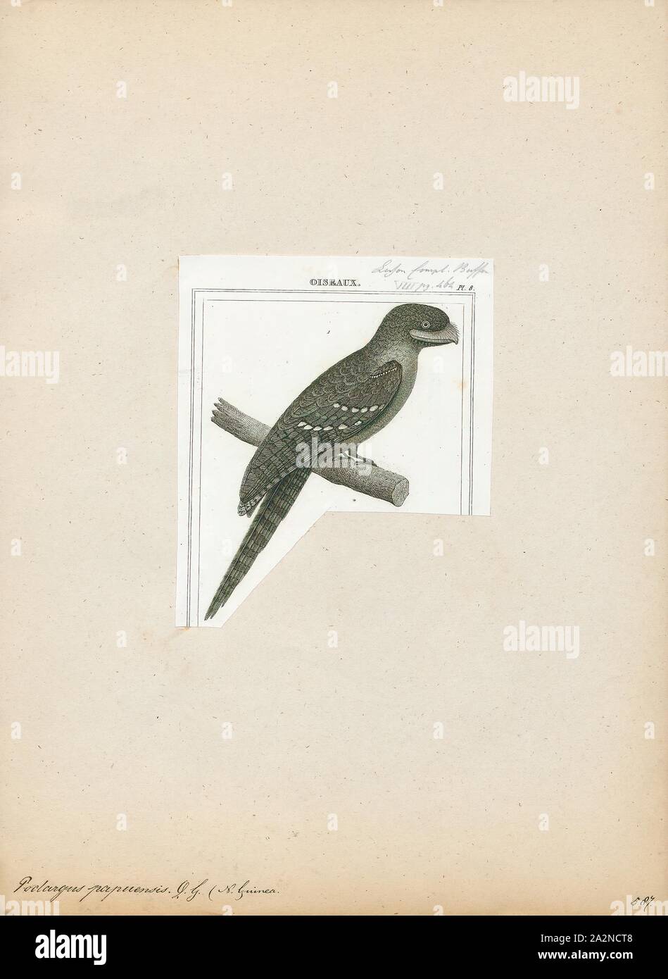 Podargus papuensis, Imprimer, l'une grille supérieure de papou (Podargus papuensis) est une espèce de passereau de la famille Podargidae., 1838 Banque D'Images