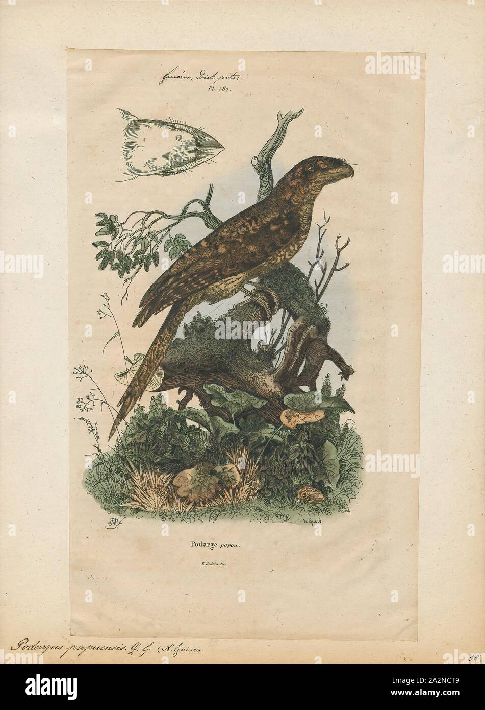 Podargus papuensis, Imprimer, l'une grille supérieure de papou (Podargus papuensis) est une espèce de passereau de la famille Podargidae., 1839 Banque D'Images