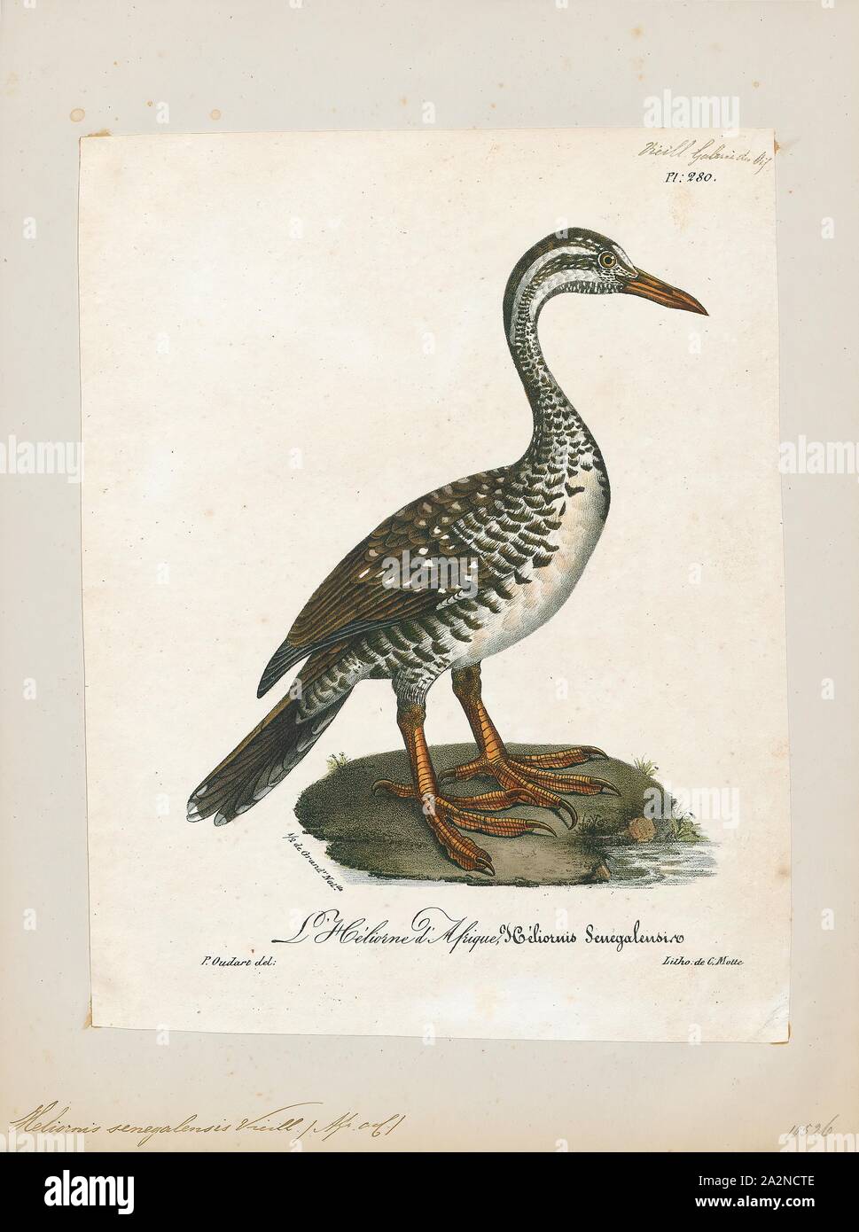 Podica senegalensis, Imprimer, l'African finfoot (Podica senegalensis) est un oiseau aquatique de la famille des Heliornithidae (le finfoots et sungrebe). L'espèce vit dans les rivières et lacs de l'ouest, du centre et du sud de l'Afrique, 1825-1834. Banque D'Images