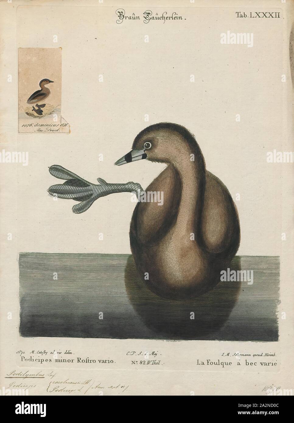 Podilymbus podiceps, Imprimer, le grèbe à bec bigarré (Podilymbus podiceps) est une espèce de la famille des oiseaux d'eau grèbe. Depuis l'Atitlán bigarré (Podilymbus gigas) a disparu, c'est la seule espèce du genre Podilymbus. Le grèbe à bec bigarré est principalement trouvé dans les étangs à travers les Amériques. D'autres noms de cette bigarré : American dabchick, rail, dabchick, Carolina bigarré, devil-diver, plongez-dapper, balancier, enfer-diver, grèbe à bec dabchick, pied-loi, thick-billed grebe, et l'eau sorcière., 1700-1880 Banque D'Images