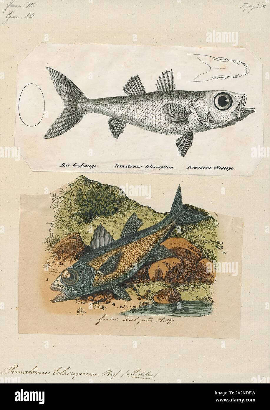 Pomatomus telescopium, Imprimer, Bluefish, le tassergal (Pomatomus saltatrix) est la seule espèce existante de la famille Pomatomidae. C'est un poissons pélagiques marins trouvés autour du monde dans les eaux tempérées et subtropicales, à l'exception de l'océan Pacifique nord. Le tassergal sont connus comme tailleur dans l'Australie et la Nouvelle-Zélande, Elf et l'alose en Afrique du Sud. C'est un poisson populaire et poissons de sport Banque D'Images