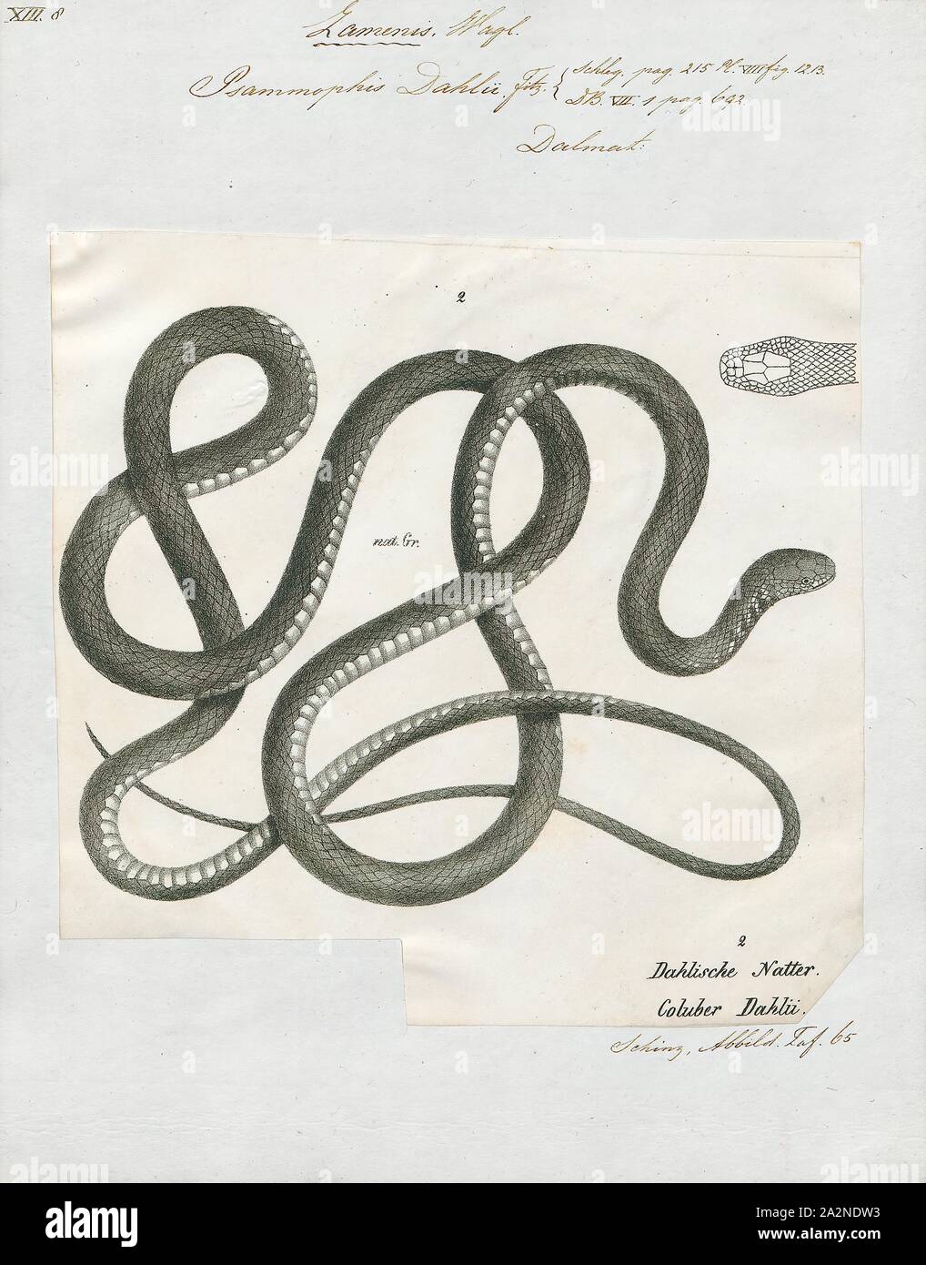 Psammophis Psammophis dahlii, Print, est une espèce de serpents de la famille des Lamprophiidae. Le genre comprend 34 espèces, qui sont trouvés en Afrique et en Asie. Psammophis sont diurnes et se nourrissent de lézards et de rongeurs dont ils chassent activement. Toutes les espèces du genre sont venimeux, et le venin est considéré comme doux et inoffensif pour l'homme, 1700-1880. Banque D'Images