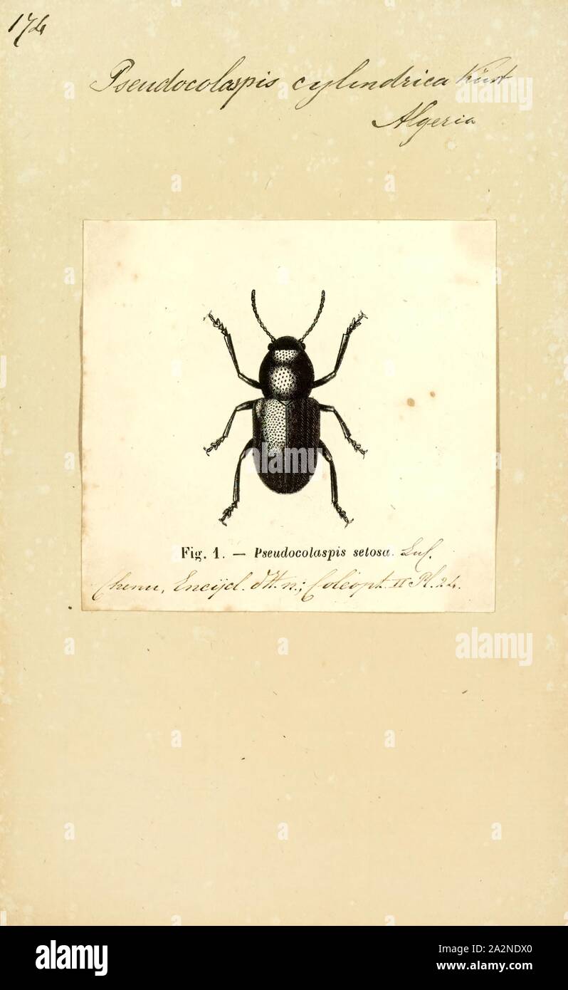 Pseudocolaspis Pseudocolaspis, Imprimer, est un genre de coléoptères de la feuille dans la sous-famille des Eumolpinae. Il est distribué en Afrique Banque D'Images