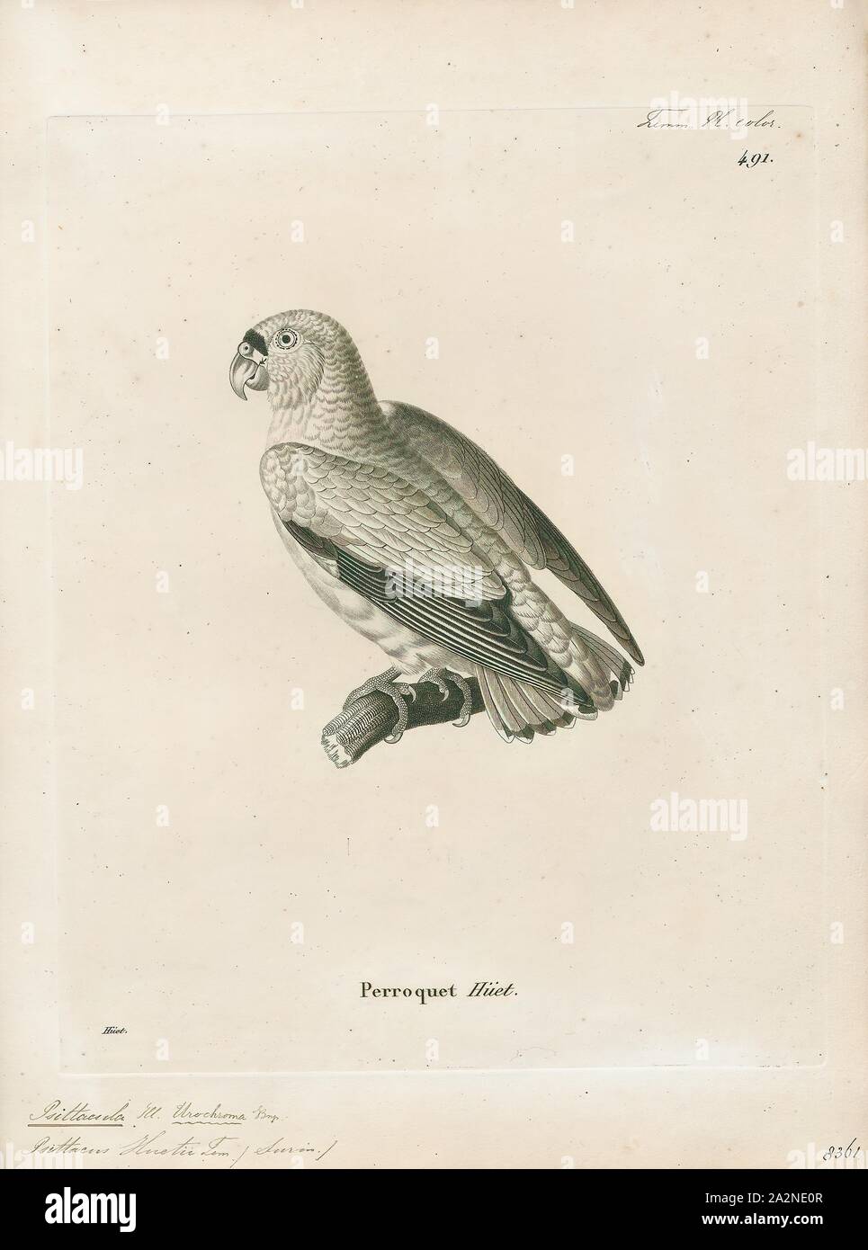 Psittacula hueti, imprimer, les membres de l'afro-asiatique ou parrot genre Psittacula perruches à collier comme on les appelle communément dans l'aviculture vient trouvés de l'Afrique à l'Asie du Sud-Est. C'est un groupe largement répandu, avec une concentration d'espèces en Asie du sud, mais aussi avec des représentants d'Afrique et les îles de l'Océan Indien. C'est la seule espèce de perroquet qui a la majorité de ses espèces dans l'Asie continentale. De toutes les espèces existantes seulement Psittacula calthropae, Psittacula caniceps et Psittacula echo n'ont pas un représentant sous-espèce dans toute partie du continent Banque D'Images