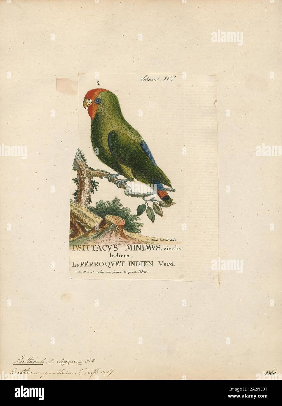 Psittacula pullaria, d'impression, des membres de l'afro-asiatique ou parrot genre Psittacula perruches à collier comme on les appelle communément dans l'aviculture vient trouvés de l'Afrique à l'Asie du Sud-Est. C'est un groupe largement répandu, avec une concentration d'espèces en Asie du sud, mais aussi avec des représentants d'Afrique et les îles de l'Océan Indien. C'est la seule espèce de perroquet qui a la majorité de ses espèces dans l'Asie continentale. De toutes les espèces existantes seulement Psittacula calthropae, Psittacula caniceps et Psittacula echo n'ont pas un représentant sous-espèce dans toute partie du continent Banque D'Images