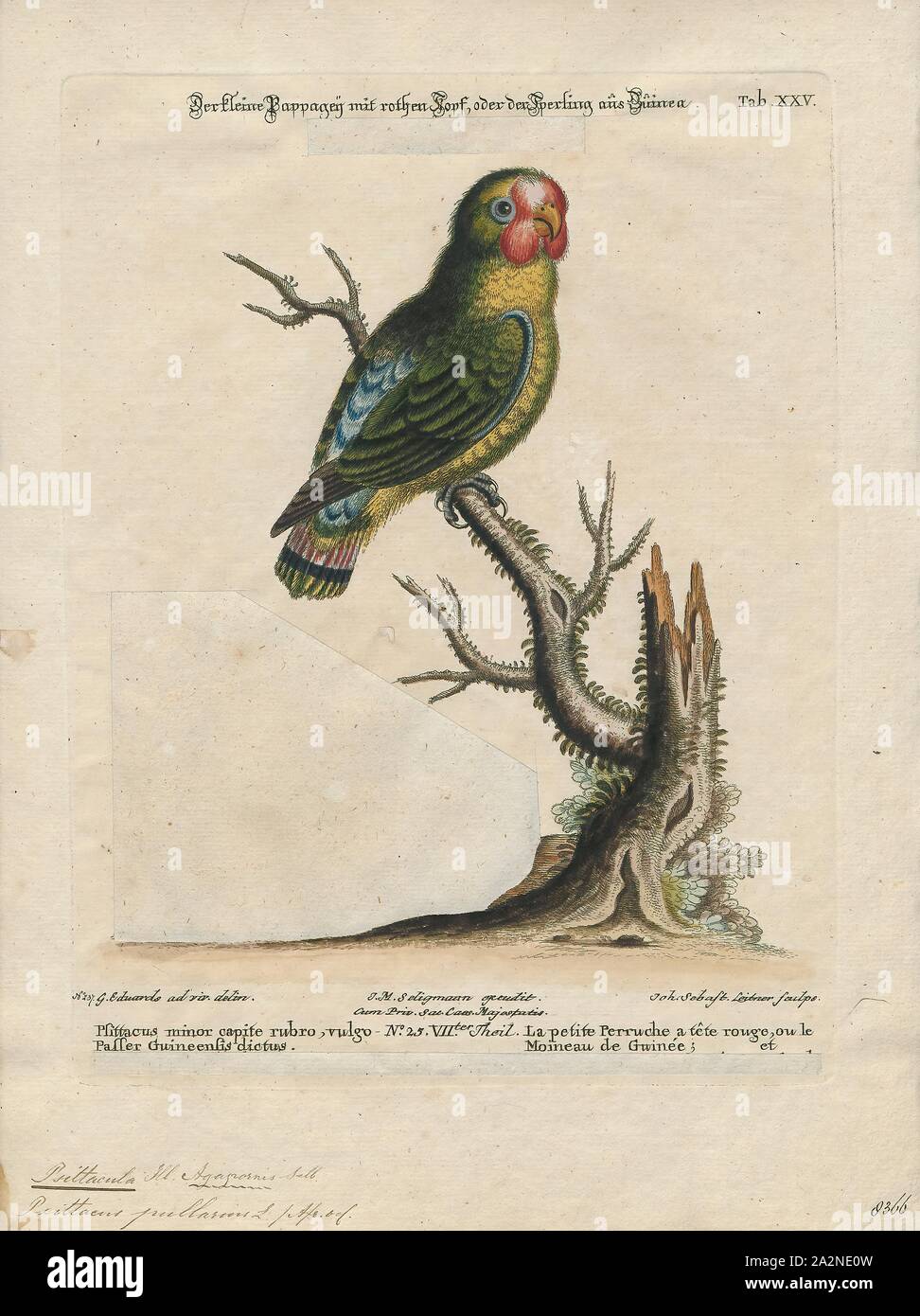 Psittacula pullaria, d'impression, des membres de l'afro-asiatique ou parrot genre Psittacula perruches à collier comme on les appelle communément dans l'aviculture vient trouvés de l'Afrique à l'Asie du Sud-Est. C'est un groupe largement répandu, avec une concentration d'espèces en Asie du sud, mais aussi avec des représentants d'Afrique et les îles de l'Océan Indien. C'est la seule espèce de perroquet qui a la majorité de ses espèces dans l'Asie continentale. De toutes les espèces existantes seulement Psittacula calthropae, Psittacula caniceps et Psittacula echo n'ont pas un représentant sous-espèce dans toute partie du continent Banque D'Images
