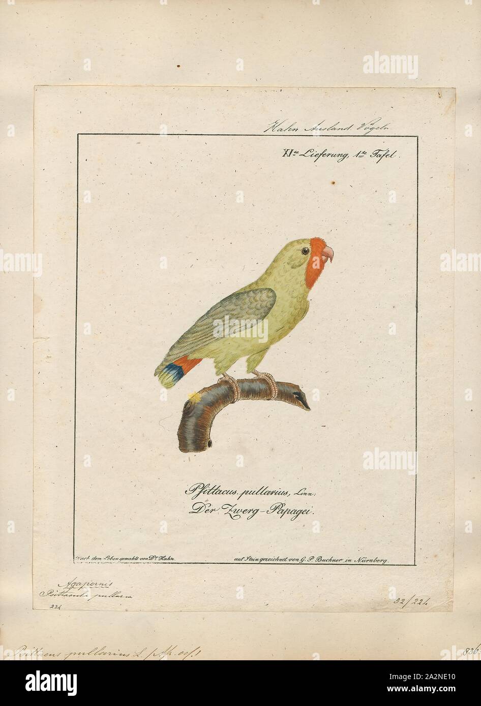 Psittacula pullaria, d'impression, des membres de l'afro-asiatique ou parrot genre Psittacula perruches à collier comme on les appelle communément dans l'aviculture vient trouvés de l'Afrique à l'Asie du Sud-Est. C'est un groupe largement répandu, avec une concentration d'espèces en Asie du sud, mais aussi avec des représentants d'Afrique et les îles de l'Océan Indien. C'est la seule espèce de perroquet qui a la majorité de ses espèces dans l'Asie continentale. De toutes les espèces existantes seulement Psittacula calthropae, Psittacula caniceps et Psittacula echo n'ont pas un représentant sous-espèce dans toute partie du continent Banque D'Images