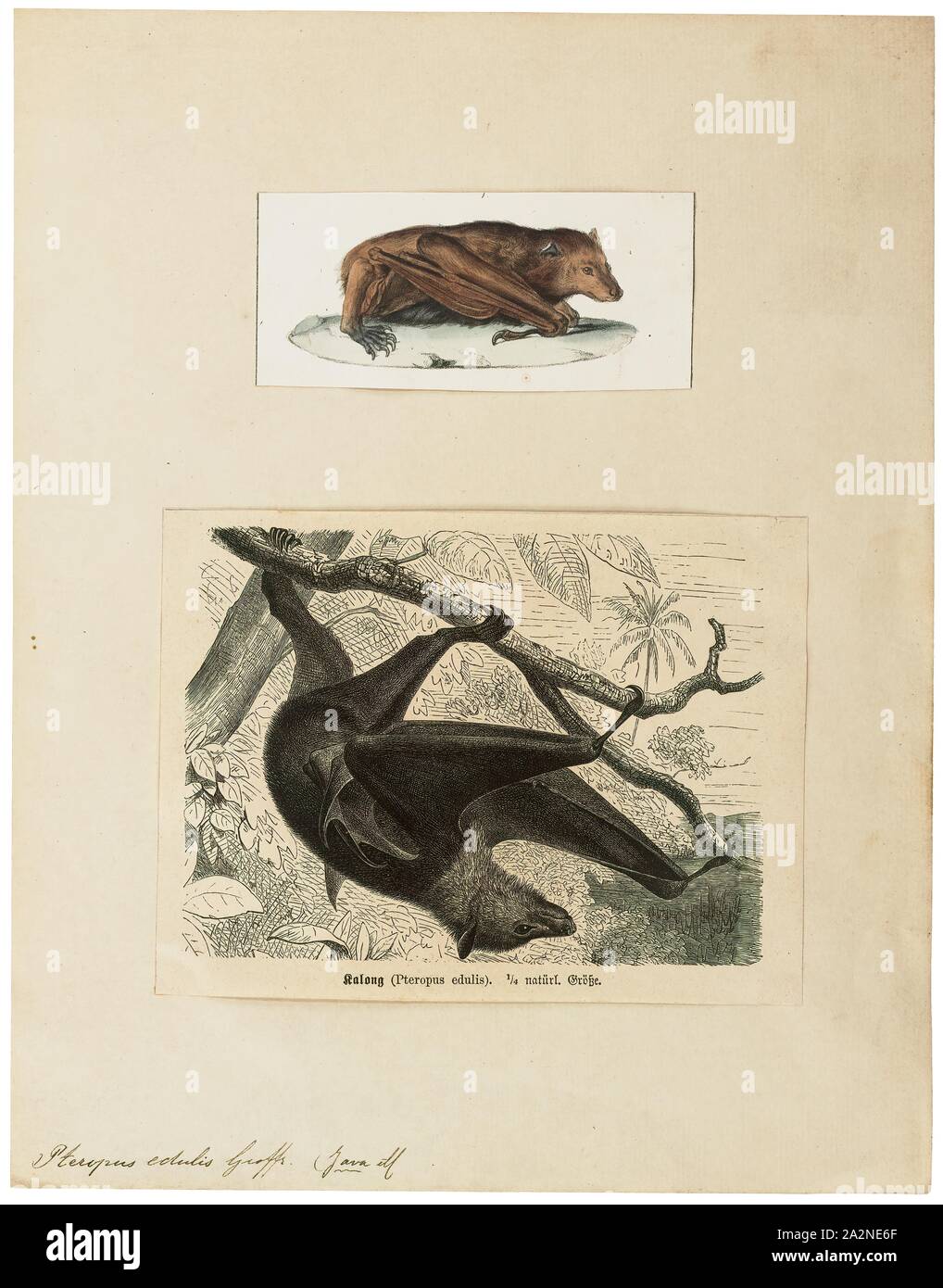 Pteropus edulis, imprimer, les black-eared flying fox, espèce Pteropus melanotus, est une chauve-souris de la famille des Pteropodidae (les megachiroptères). Aussi connu sous le nom de la Blyth flying fox, c'est trouvé sur les îles Andaman et Nicobar (Inde) et à Sumatra (Indonésie). Une population sur l'île de Noël, qui est gravement menacé, a été placé comme une sous-espèce de cette population. La conservation et le statut taxonomique de cette population a été retrouvée ultérieurement comme une espèce distincte, l'île de Noël fruit-bat Pteropus natalis., 1700-1880 Banque D'Images