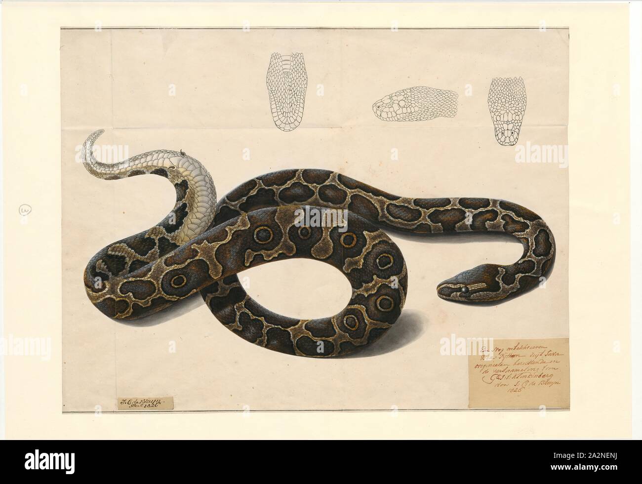 Python bivittatus, Imprimer, le python birman (Python bivittatus) est l'une des cinq plus grandes espèces de serpents dans le monde (à propos de la quatrième plus importante mesurée soit en longueur ou poids). Elle est originaire d'une grande zone de scieries du Sud et du Sud-Est. Jusqu'en 2009, il a été considéré comme une sous-espèce de Python molurus, mais maintenant sont reconnus comme appartenant à une espèce distincte, 1826. Banque D'Images