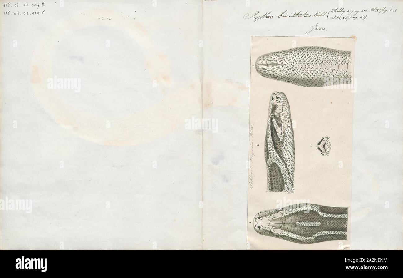 Python bivittatus, Imprimer, le python birman (Python bivittatus) est l'une des cinq plus grandes espèces de serpents dans le monde (à propos de la quatrième plus importante mesurée soit en longueur ou poids). Elle est originaire d'une grande zone de scieries du Sud et du Sud-Est. Jusqu'en 2009, il a été considéré comme une sous-espèce de Python molurus, mais maintenant sont reconnus comme appartenant à une espèce distincte, chef. Banque D'Images