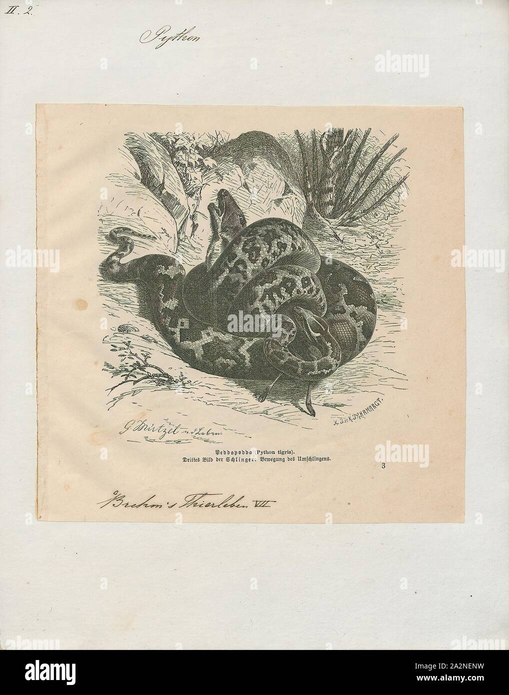 Python tigre, Print, Python molurus est un grand, nonvenomous python espèce originaire des régions tropicales et subtropicales du sous-continent indien et en Asie du sud-est. Il est connu par les noms communs d'Indian python, python à queue noire, indienne et asiatique, python rock rock python. Il est généralement de couleur plus claire que le python birman et atteint généralement 3 m (9,8 ft), 1700-1880. Banque D'Images