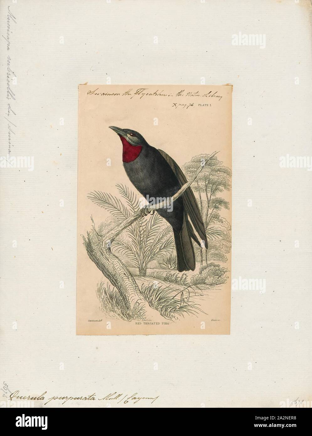 Querula purpurata, Imprimer, le purple-throated fruitcrow (Querula purpurata) est une espèce de passereau de la famille des Cotingidae cotingas,. C'est la seule espèce du genre Querula. Il est originaire de Nicaragua, Costa Rica et Panama, et plus de la moitié nord de l'Amérique du Sud, son habitat en forêt humide de plaine où il se nourrit principalement d'insectes et de fruits. Il s'agit d'un noir brillant, d'oiseaux de taille moyenne et le mâle a une gorge rouge-violet. Il niche à proximité avec d'autres oiseaux de son espèce. Sa population est en déclin, mais c'est une espèce commune avec un éventail très large, et la Banque D'Images