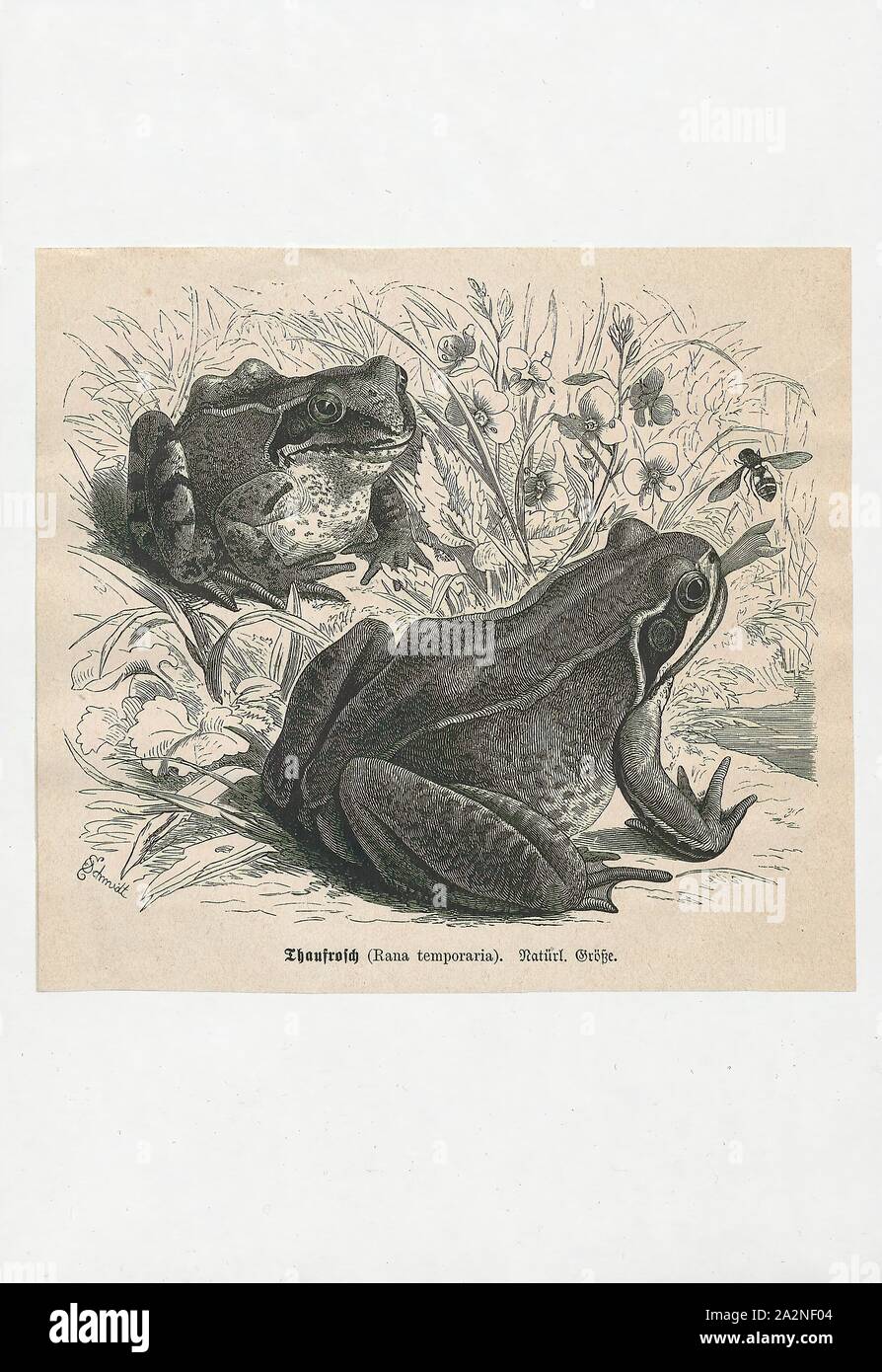 Rana temporaria, Imprimer, la grenouille rousse (Rana temporaria), également connu sous le nom de l'intérêt commun européen commun, grenouille, grenouille ou européenne, est une grenouille herbe semi-aquatiques amphibien de la famille des Ranidés, trouvés dans une grande partie de l'Europe au nord jusqu'à la Scandinavie et à l'est jusqu'à l'Oural, à l'exception de la plus grande partie de la péninsule ibérique, le sud de l'Italie, et le sud des Balkans. L'extrême-ouest il peut être trouvé est l'Irlande, où il a longtemps été pensé, à tort, d'être un tout des espèces introduites. On la trouve aussi en Asie, et vers l'est pour le Japon, 1700-1880. Banque D'Images
