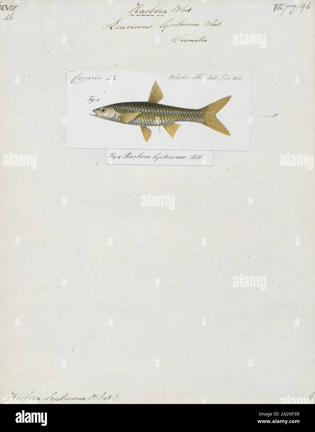 Rasbora leptosoma, Imprimer, le copperstripe (rasbora Rasbora leptosoma) est une espèce de poissons à nageoires dans le genre Rasbora de Sumatra, Indonésie, 1700-1880. Banque D'Images