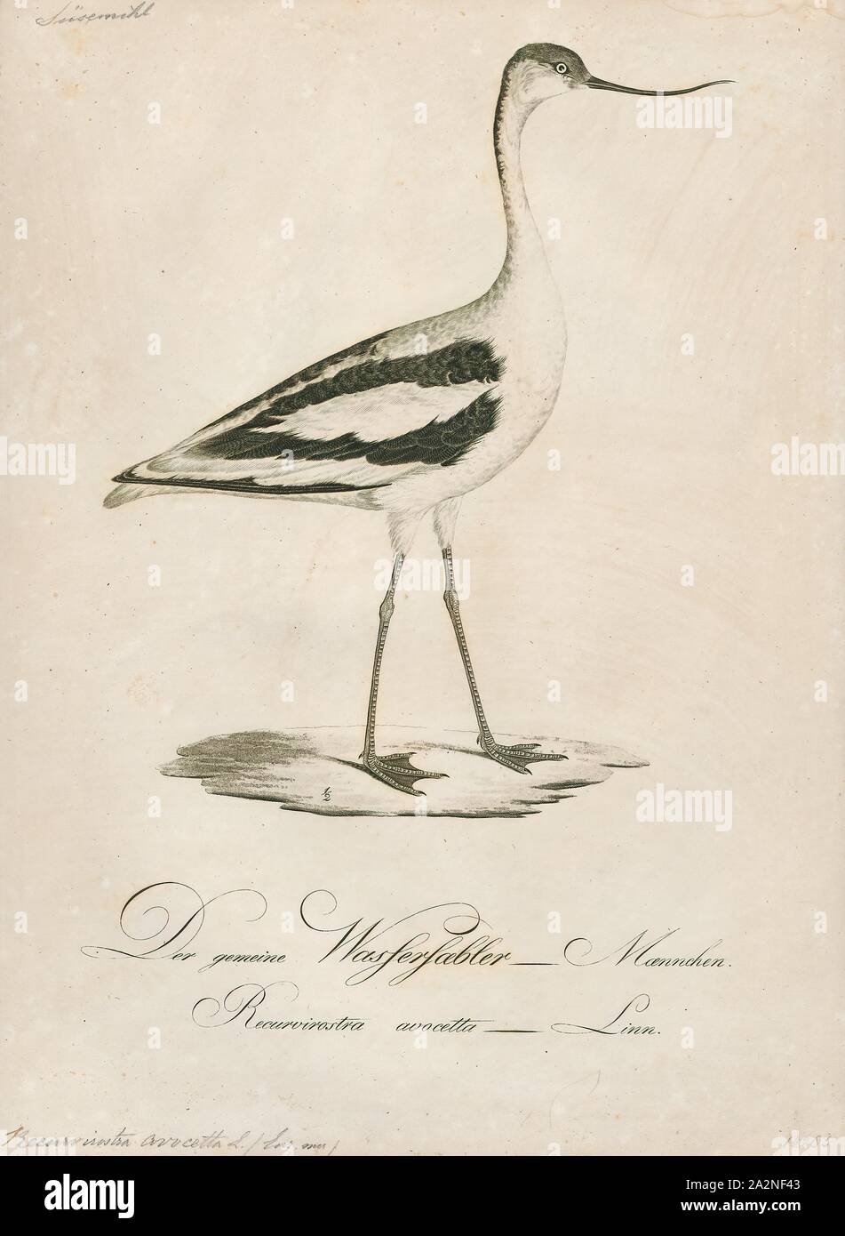 Recurvirostra avocetta, Imprimer, Avocette d'Amérique, 1800-1812 Banque D'Images