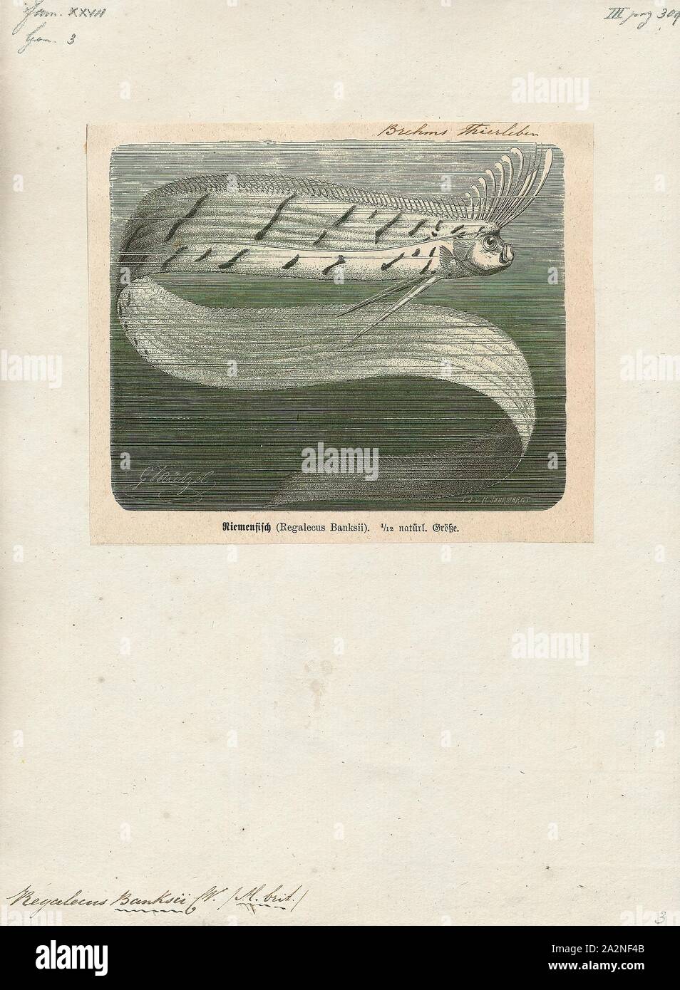 Regalecus banksii, Imprimer, l'oarfish Regalecus glesne (géant) est une espèce de la famille des oarfish Regalecidae. Il s'agit d'une espèce oceanodromous avec une répartition mondiale, à l'exclusion des régions polaires. Autres noms communs : oarfish du Pacifique, le roi des harengs, le sabre argenté, et streamer poisson., 1700-1880 Banque D'Images
