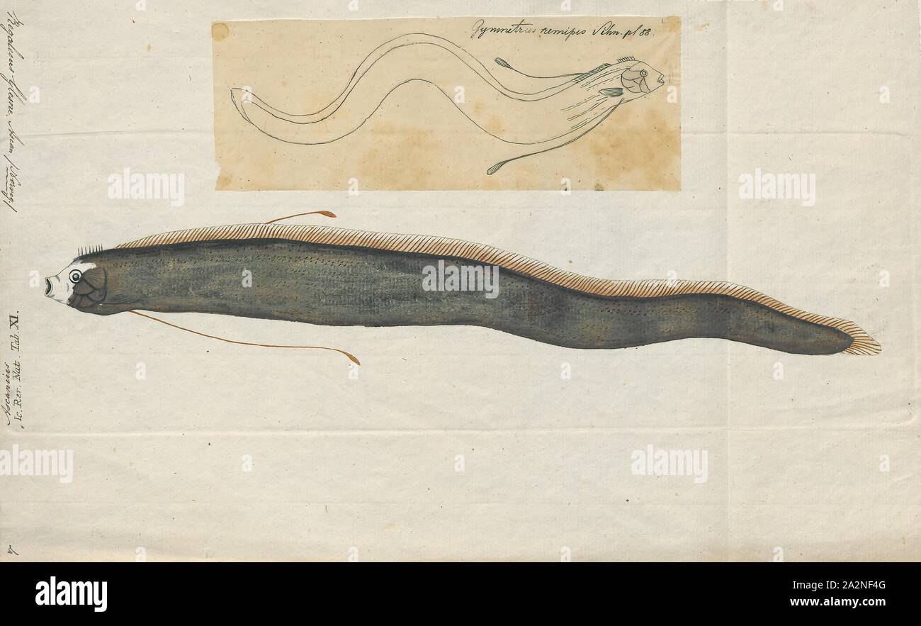 Regalecus glesne, Imprimer, l'oarfish Regalecus glesne (géant) est une espèce de la famille des oarfish Regalecidae. Il s'agit d'une espèce oceanodromous avec une répartition mondiale, à l'exclusion des régions polaires. Autres noms communs : oarfish du Pacifique, le roi des harengs, le sabre argenté, et streamer poisson., 1700-1880 Banque D'Images