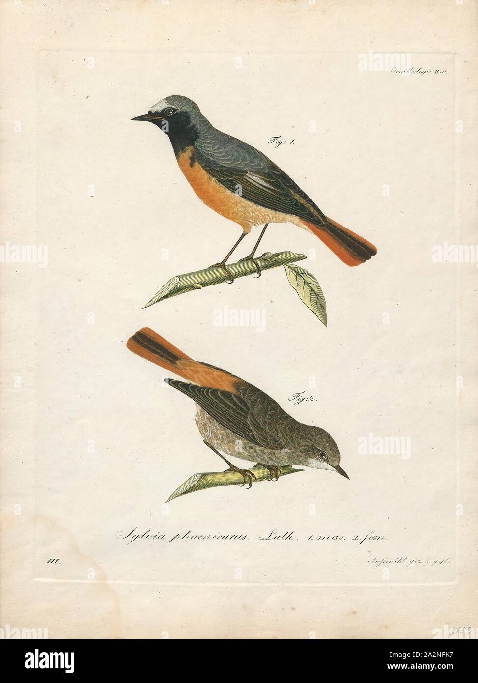 Ruticilla phoenicurus, Imprimer, 1800-1812 Banque D'Images