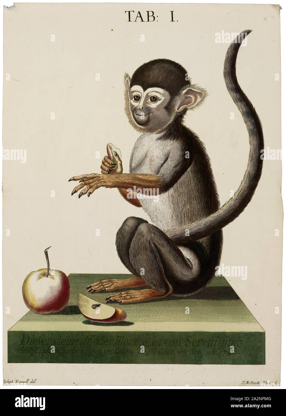 Saimiri, imprimer, les singes écureuils sont des singes du Nouveau Monde du genre Saimiri. Saimiri est le seul genre de la sous-famille des Saimirinae. Le nom du genre est d'origine Tupi (sai-mirim ou gai-mbirin &Lt ; sai 'Monkey' et 'Small' mirim) et a également été utilisé comme un nom anglais au début de 1748, les chercheurs. Banque D'Images