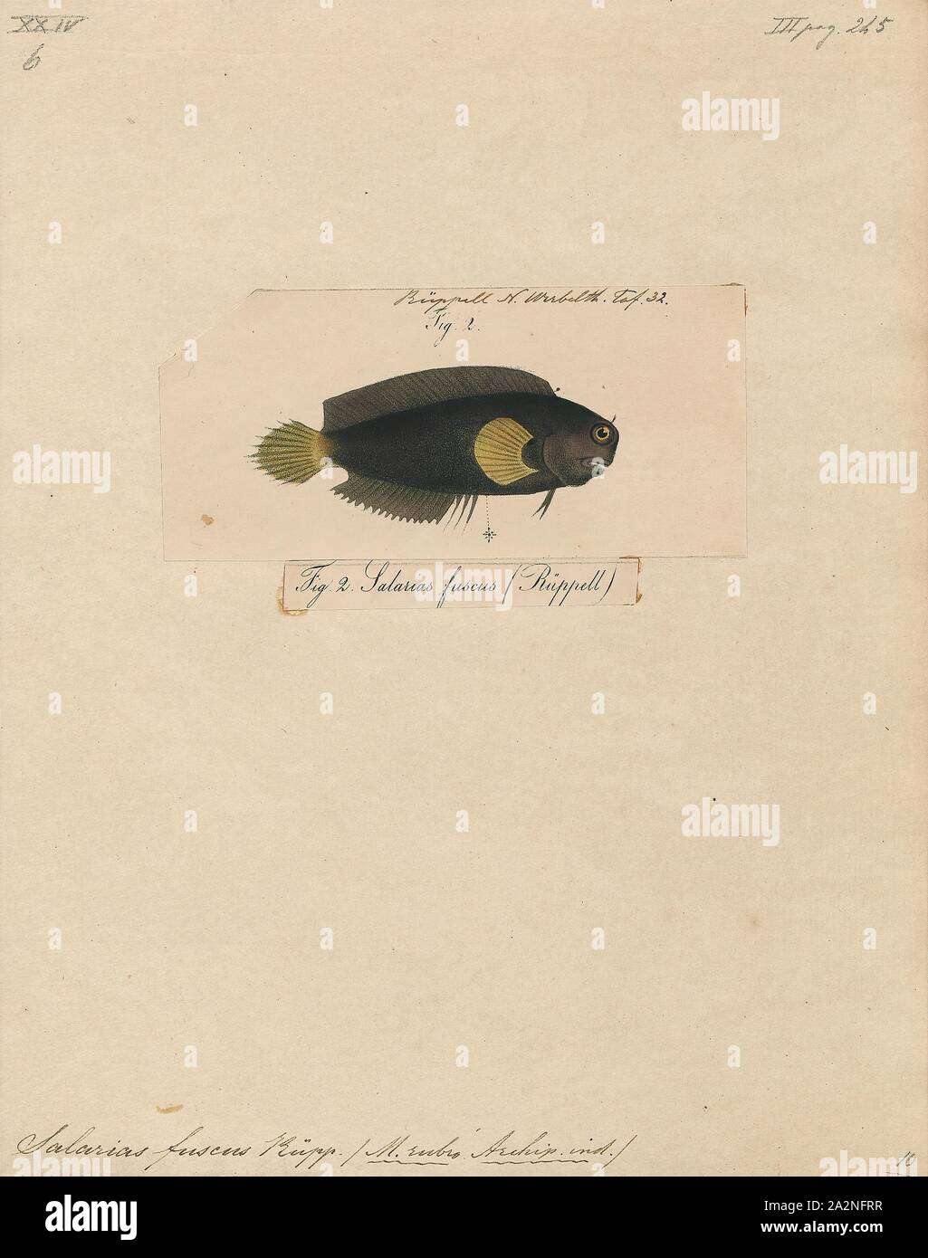 Salarias fuscus, Imprimer, Salarias est un genre d'combtooth blennies trouvés dans les océans Indien et Pacifique, 1700-1880. Banque D'Images