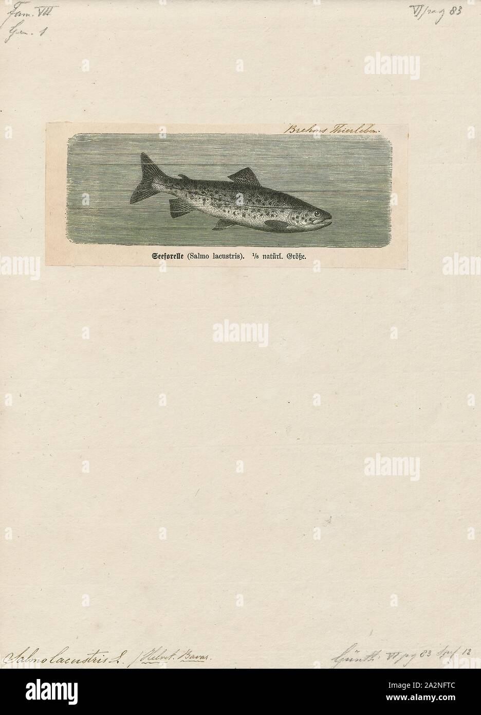 Salmo lacustris, Imprimer, Salmo est un genre de poissons de la famille des Salmonidés saumon ce qui inclut l'espèce de saumon et de truite, parmi eux le connaissent bien le Saumon atlantique Salmo salar et la truite brune (Salmo trutta. La répartition naturelle de Salmo s'étend aussi à l'Afrique du Nord et de l'Asie de l'Ouest autour du bassin de la mer Noire. La seule espèce Salmo présents naturellement dans l'Amérique du Nord de l'Atlantique est le saumon de l'Atlantique, alors que les saumons et truites du bassin du Pacifique appartiennent à un autre genre Oncorhynchus. Le nom générique Salmo dérive du latin salmō (saumon). Le nombre de Banque D'Images