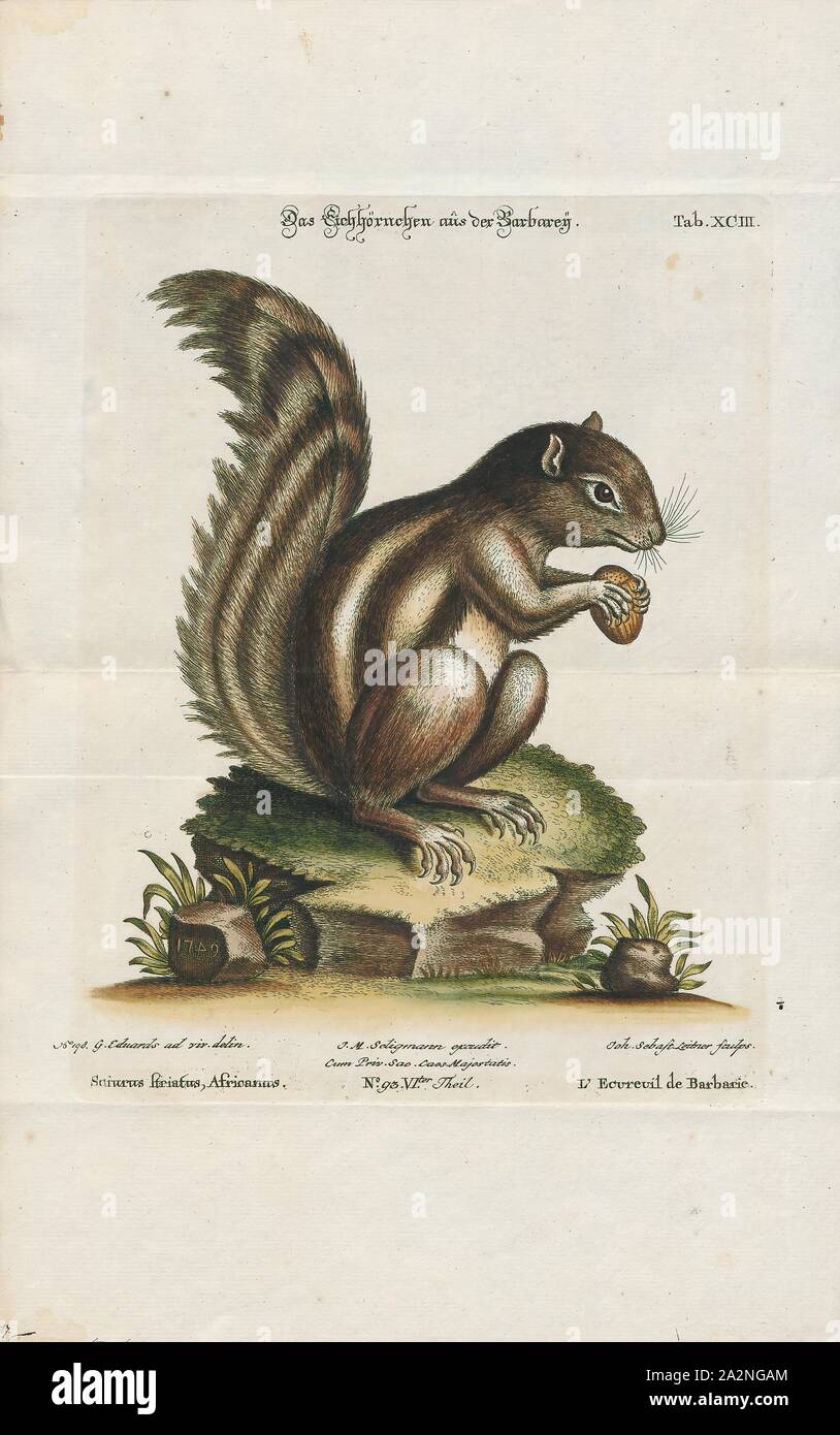 Sciurus getulus, Imprimer, le genre Sciurus contient la plupart de la politique, de l'écureuil à queue touffue en Amérique du Nord, Europe, Asie tempérée, d'Amérique Centrale et Amérique du Sud Banque D'Images