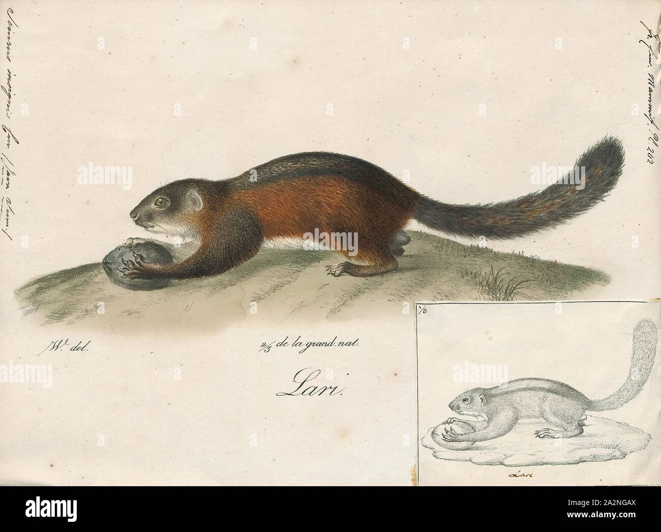 Sciurus insignis, Imprimer, le genre Sciurus contient la plupart de la politique, de l'écureuil à queue touffue en Amérique du Nord, Europe, Asie tempérée, en Amérique centrale et en Amérique du Sud, 1700-1880. Banque D'Images