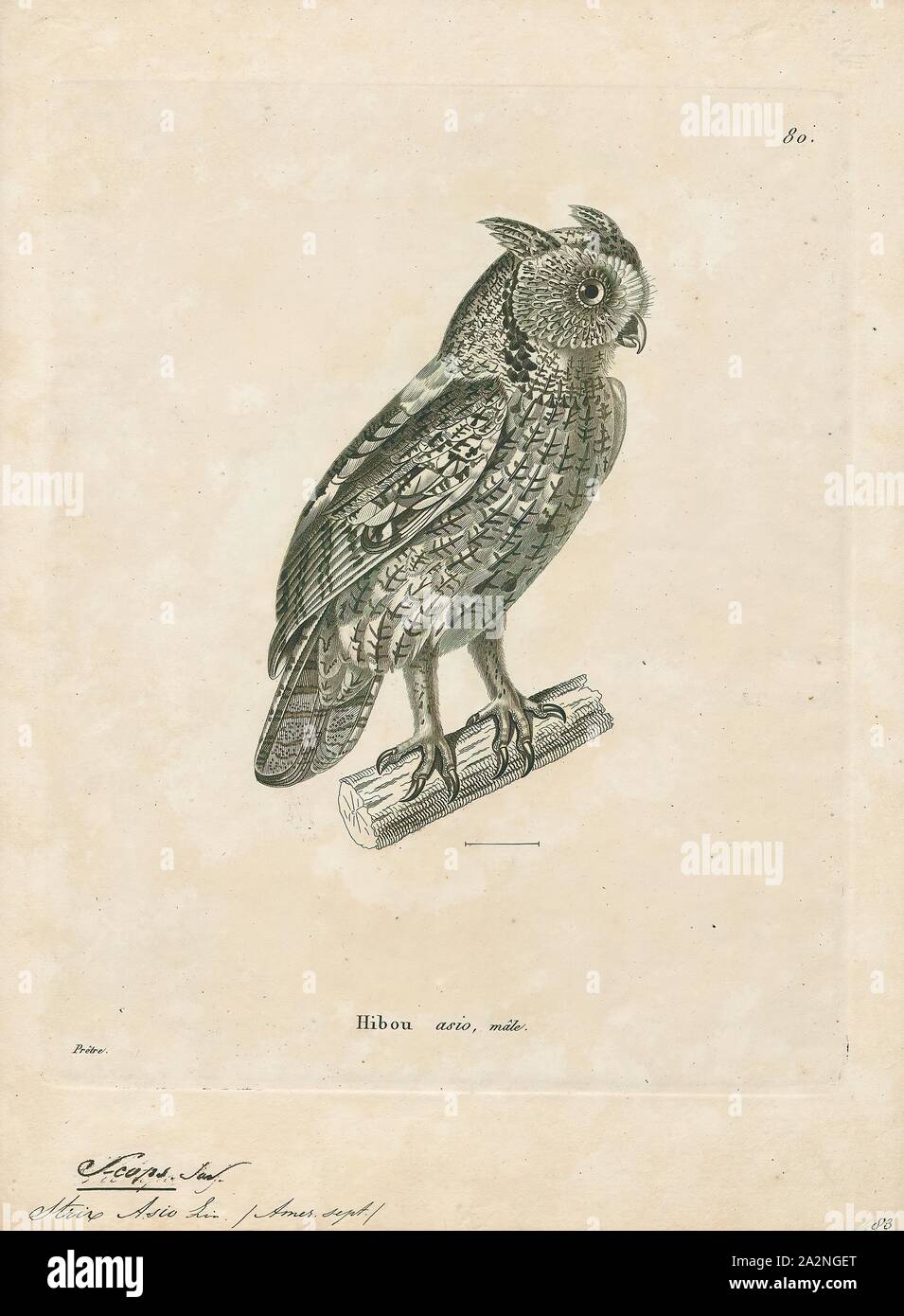 Asio scops, Imprimer, Scop, une scop était un poète comme représenté en vieil anglais de la poésie. La scop est la contrepartie de l'anglais ancien scalde en vieux norrois, avec la différence importante que "compresse" a été appliquée aux données historiques, et la scop est utilisé, pour la plupart, de désigner, au sein de la vieille poètes orale la littérature anglaise. Très peu est connu au sujet de la SCOP, mythique et son existence historique est remis en question par certains chercheurs, 1700-1880. Banque D'Images