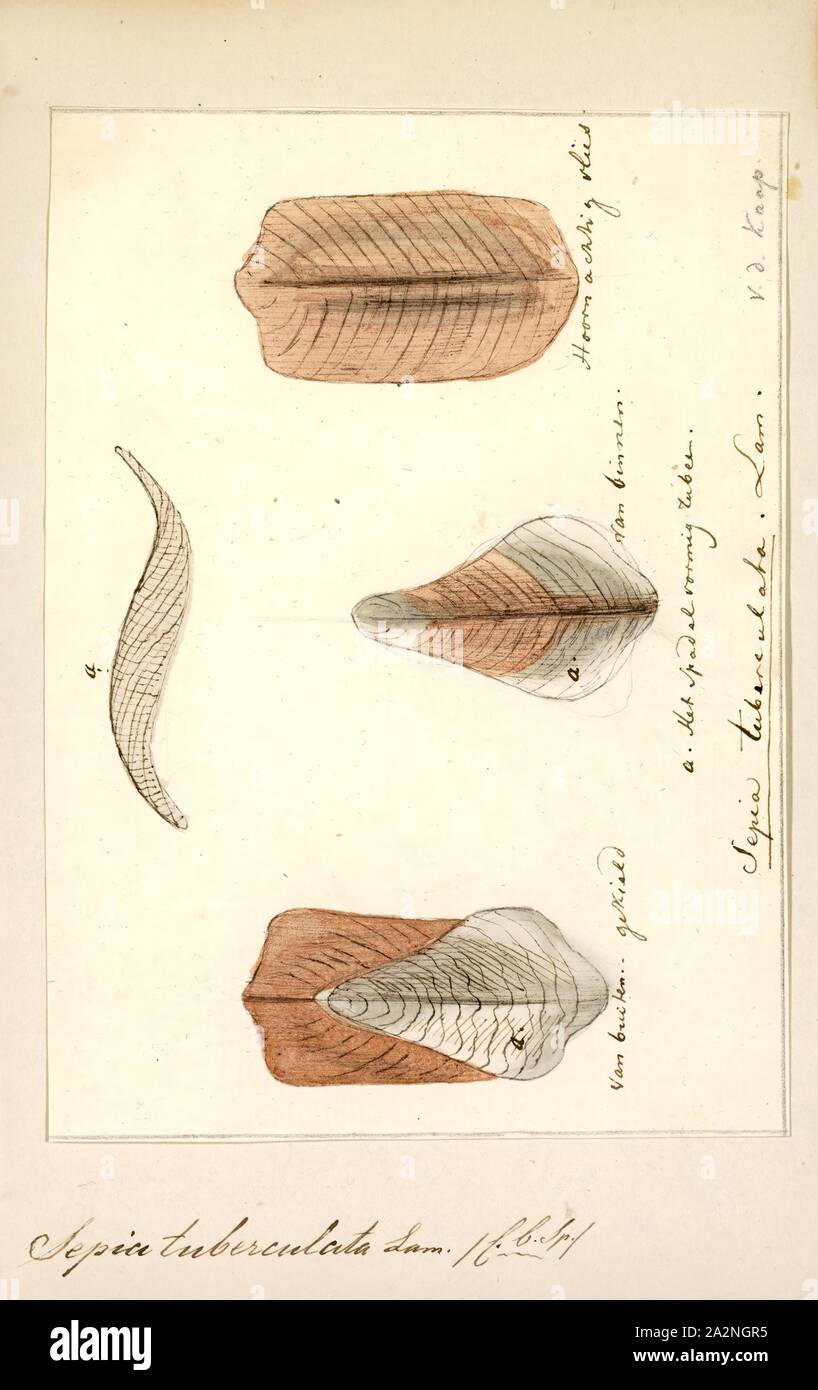 Sepia tuberculata, Imprimer, Sépia tuberculata est une espèce de seiche originaire d'eaux sud-africaines de Melkbosstrand (une région près de la ville du Cap). Il appartient au genre sépia. Il vit dans les eaux peu profondes jusqu'à une profondeur de 3 m. C'est endémique Banque D'Images