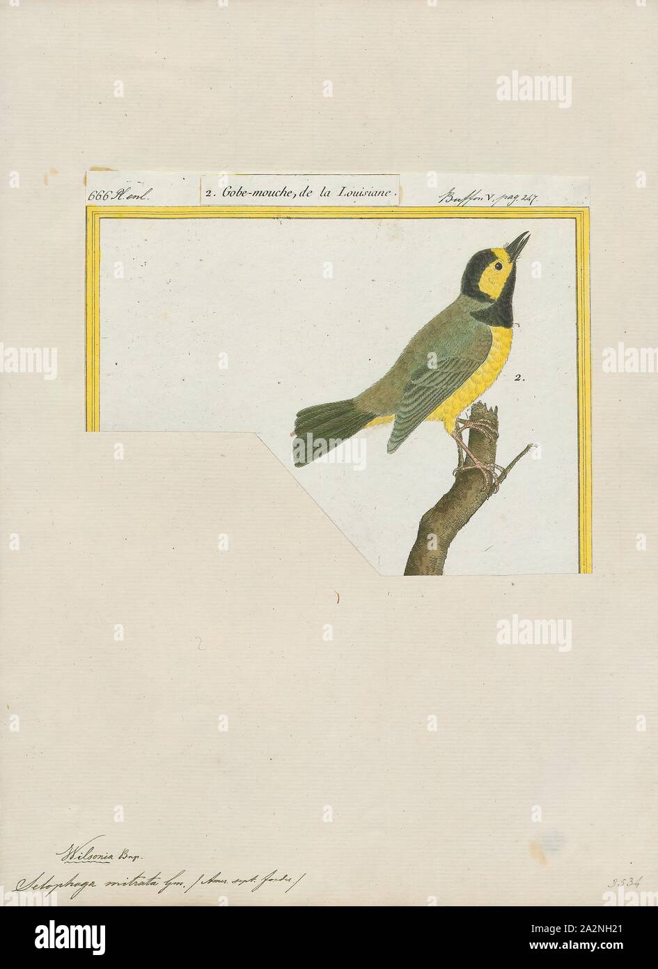 Setophaga mitrata, Imprimer, la paruline est membre du genre Setophaga. Setophaga est un genre d'oiseaux de la famille des Parulidés Paruline du Nouveau Monde. Il contient au moins 33 espèces. Les mâles en plumage nuptial sont souvent très colorés. L'Setophaga dorées est un exemple de la radiation adaptative aux différentes espèces à l'aide de différentes techniques d'alimentation et de l'alimentation souvent dans différentes parties du même arbre., 1700-1880 Banque D'Images