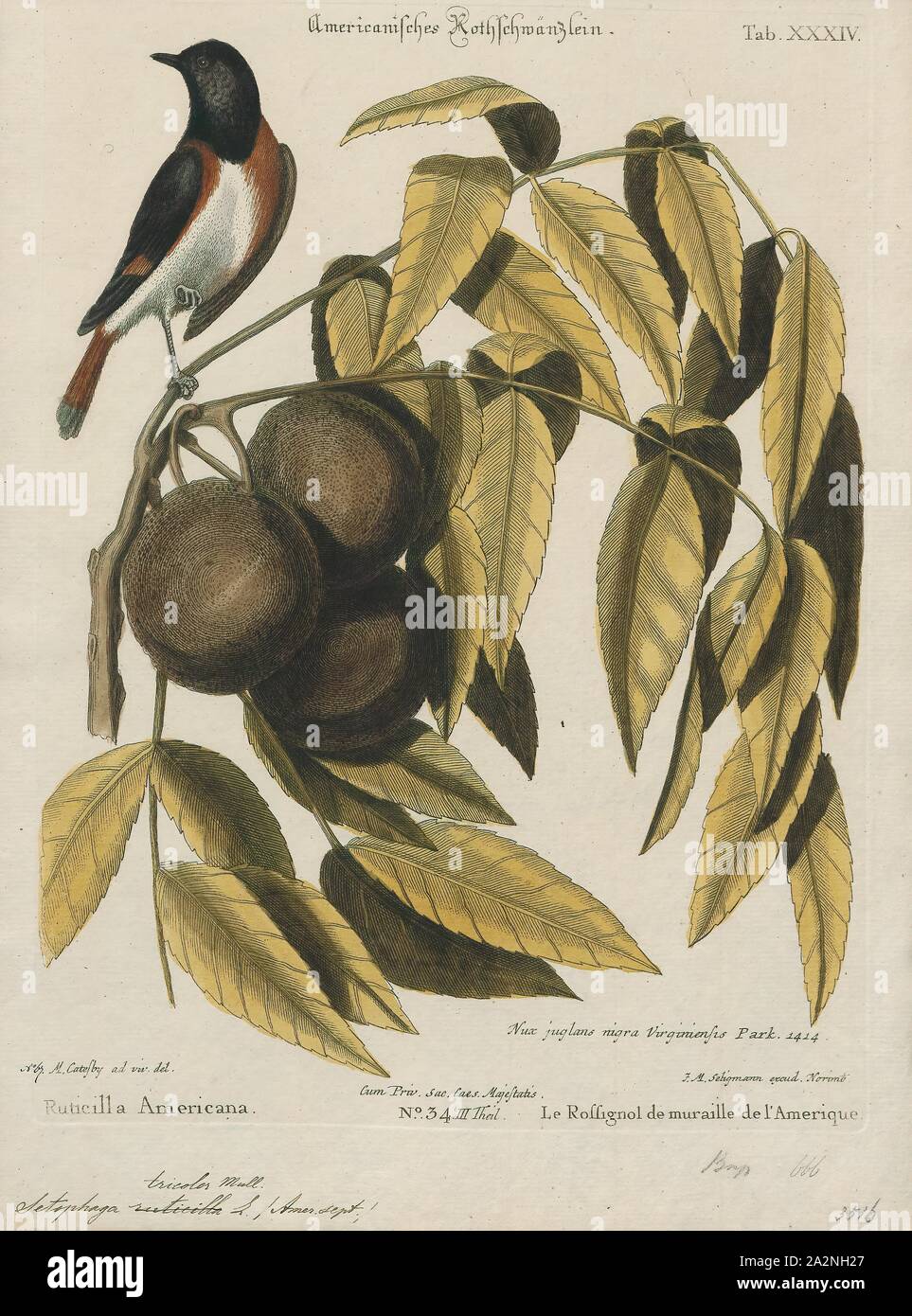 Setophaga tricolore, Print, la paruline est membre du genre Setophaga. Setophaga est un genre d'oiseaux de la famille des Parulidés Paruline du Nouveau Monde. Il contient au moins 33 espèces. Les mâles en plumage nuptial sont souvent très colorés. L'Setophaga dorées est un exemple de la radiation adaptative aux différentes espèces à l'aide de différentes techniques d'alimentation et de l'alimentation souvent dans différentes parties du même arbre., 1700-1880 Banque D'Images