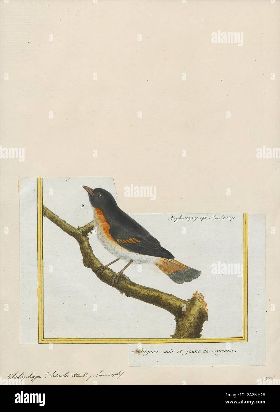 Setophaga tricolore, Print, la paruline est membre du genre Setophaga. Setophaga est un genre d'oiseaux de la famille des Parulidés Paruline du Nouveau Monde. Il contient au moins 33 espèces. Les mâles en plumage nuptial sont souvent très colorés. L'Setophaga dorées est un exemple de la radiation adaptative aux différentes espèces à l'aide de différentes techniques d'alimentation et de l'alimentation souvent dans différentes parties du même arbre., 1700-1880 Banque D'Images