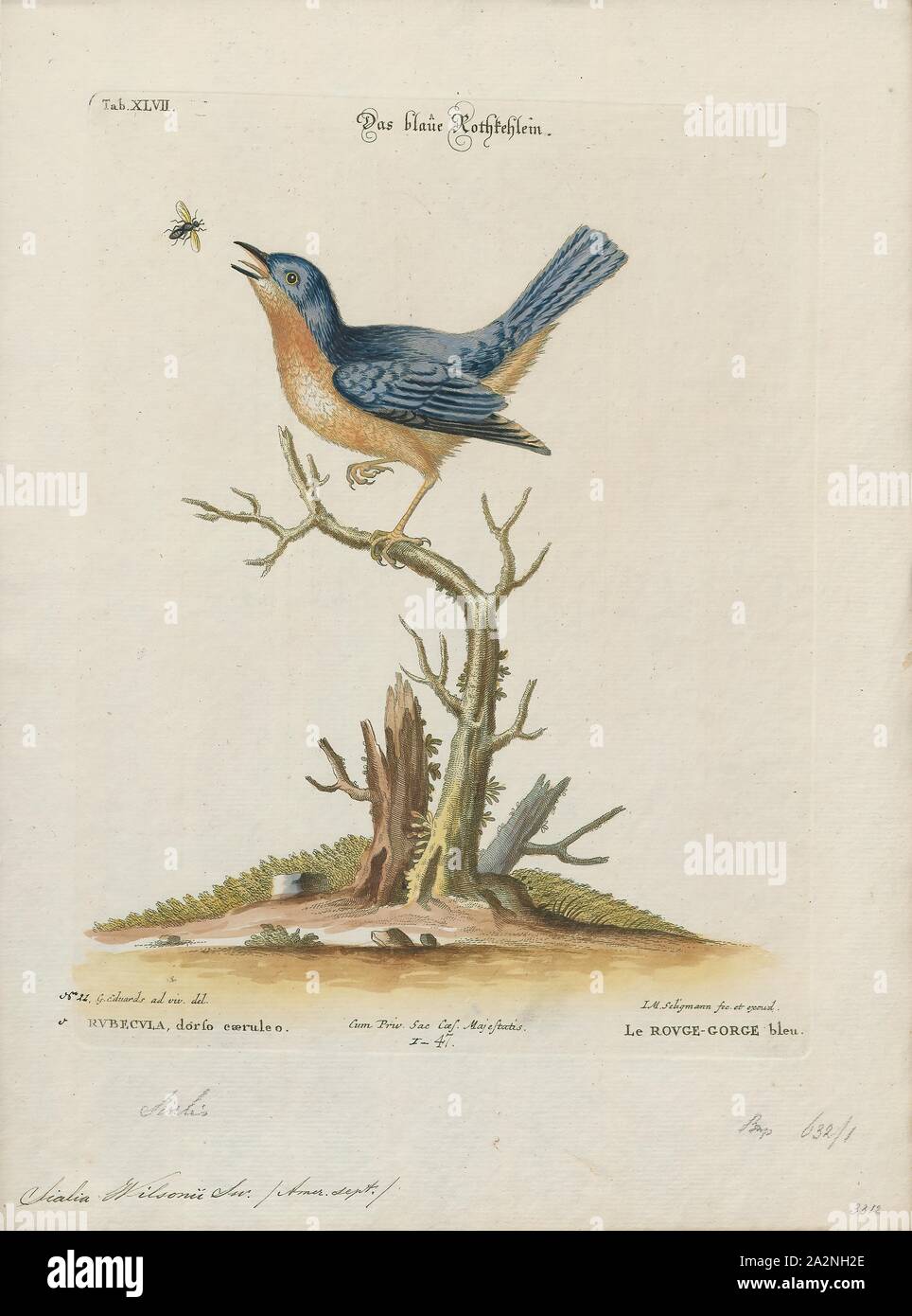 Sialia wilsonii, Imprimer, le merle-bleu sont un groupe de moyennes, principalement les oiseaux insectivores omnivores ou dans l'ordre des passereaux dans le genre Sialia de la famille (Turdidae). Les oiseaux bleus sont l'un des rares genres muguet dans les Amériques. Ils ont, bleu ou bleu et rose beige, plumage. Les femelles sont moins vives que les hommes, bien que les motifs de couleurs sont similaires et il n'y a pas de différence de taille entre les deux sexes, 1700-1880. Banque D'Images