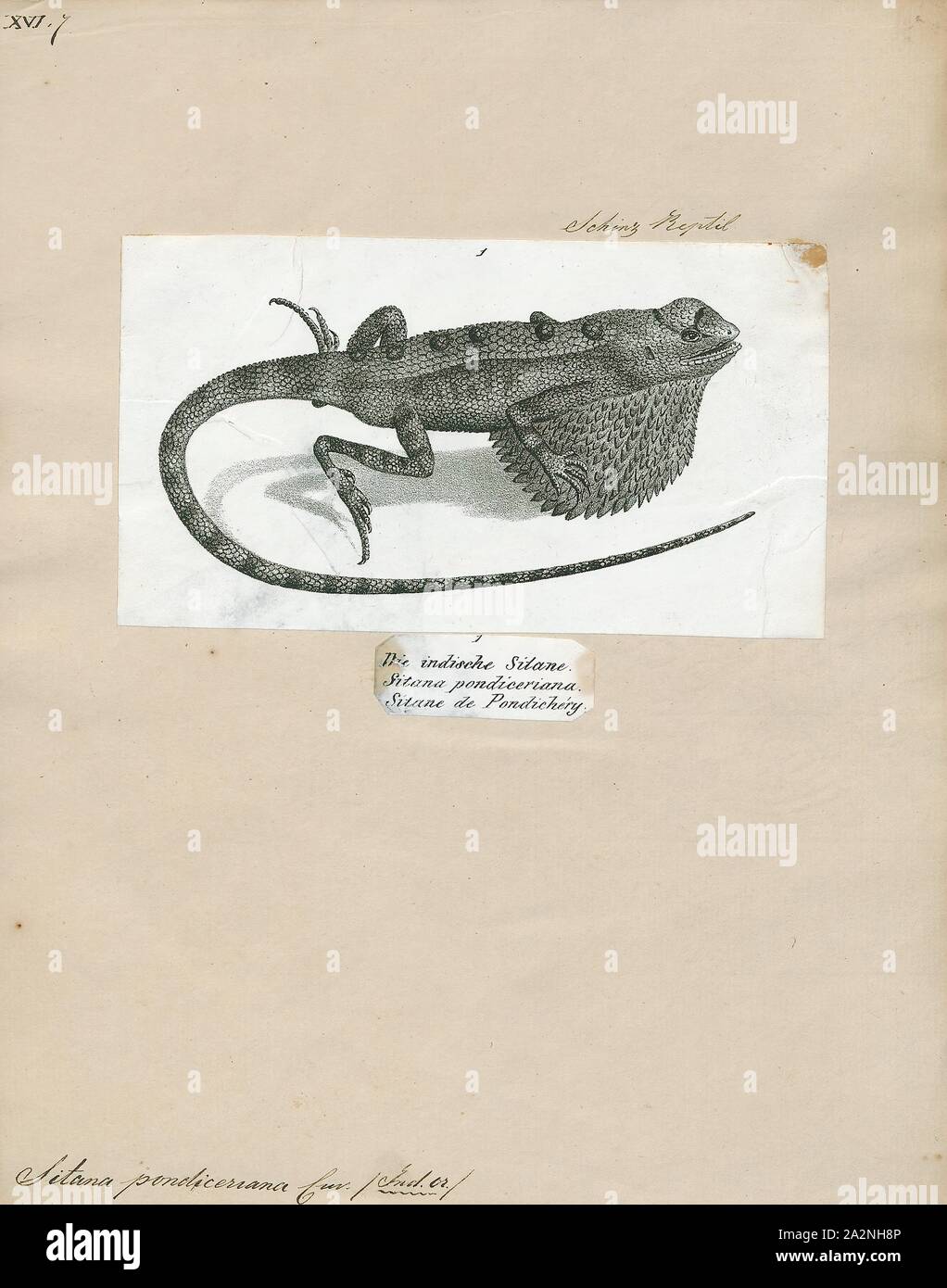 Pondiceriana Sitana, Imprimer, Sitana est un genre de lézards, connus collectivement sous le nom de fan-throated lézards, de la famille des Agamidae. Ils se trouvent au Népal, en Inde, au Sri Lanka et au Pakistan. Le genre compte 13 espèces, y compris plusieurs espèces récemment découvertes, comme deux nouvelles espèces de Sri Lanka. En 2016, un nouveau genre appelé Sarada a été érigée, composée d'un ancien et deux espèces Sitana ceux nouvellement décrite. Sarada est le genre de Sitana. Ensemble ils forment un clade que sœur groupe est Otocryptis., 1700-1880 Banque D'Images