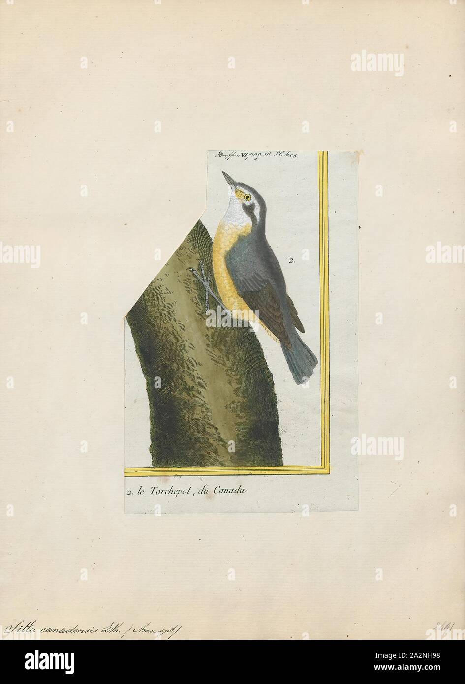 Sitta canadensis, Imprimer, la sittelle à poitrine rousse (Sitta canadensis) est un petit oiseau chanteur. L'adulte a le dessus gris-bleu avec un ventre cannelle, la gorge blanche et le visage avec une bande noire à travers les yeux, une droite et une loi gris couronne noire. Son appel, qui a été comparé à une trompette, l'étain est l'aiguë et par voie nasale. Il se reproduit dans les forêts de conifères partout au Canada, en Alaska et dans le nord-est et ouest des États-Unis. Bien que souvent un résident permanent, il irrupts régulièrement plus au sud si son approvisionnement alimentaire échoue. Il y a des registres de vagabonds qui se produisent jusqu'au sud de la Côte du Golfe Banque D'Images