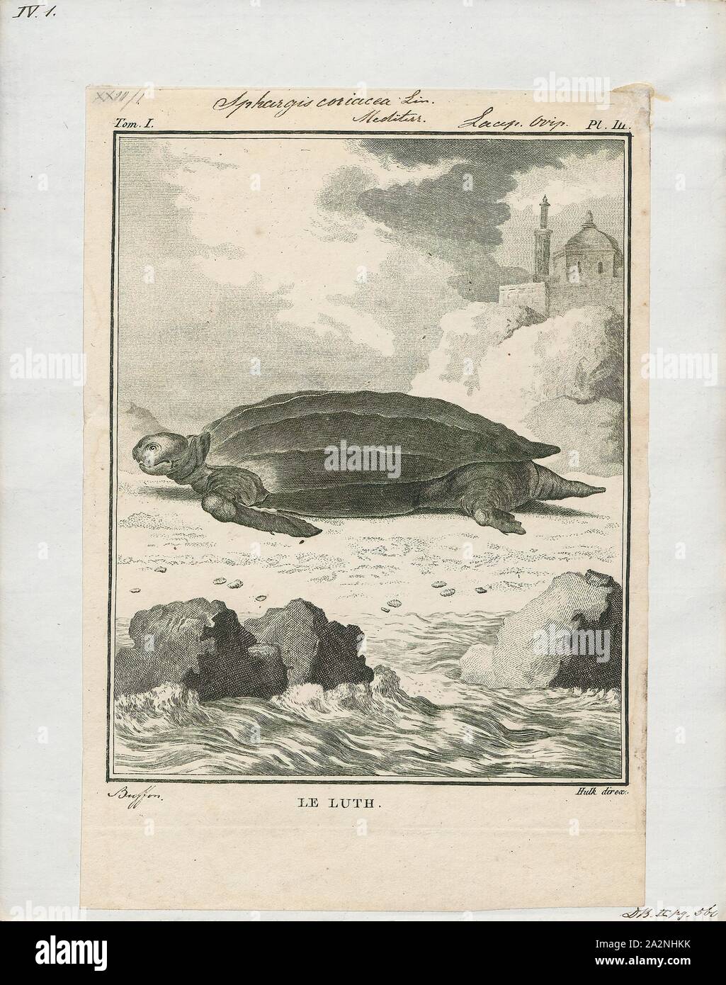 Sphargis coriacea, Imprimer, la tortue luth (Dermochelys coriacea), parfois appelée la tortue luth tortue coriace ou ou tout simplement le luth, est la plus grande de toutes les tortues vivantes et est le quatrième plus gros reptile moderne derrière trois crocodiliens. C'est la seule espèce vivante du genre Dermochelys et famille Dermochélidés. Il peut facilement être distingué d'autres tortues de mer moderne par son manque d'un shell, d'où le nom. Au lieu de cela, sa carapace est couverte par la peau et la chair grasse, 1700-1880. Banque D'Images