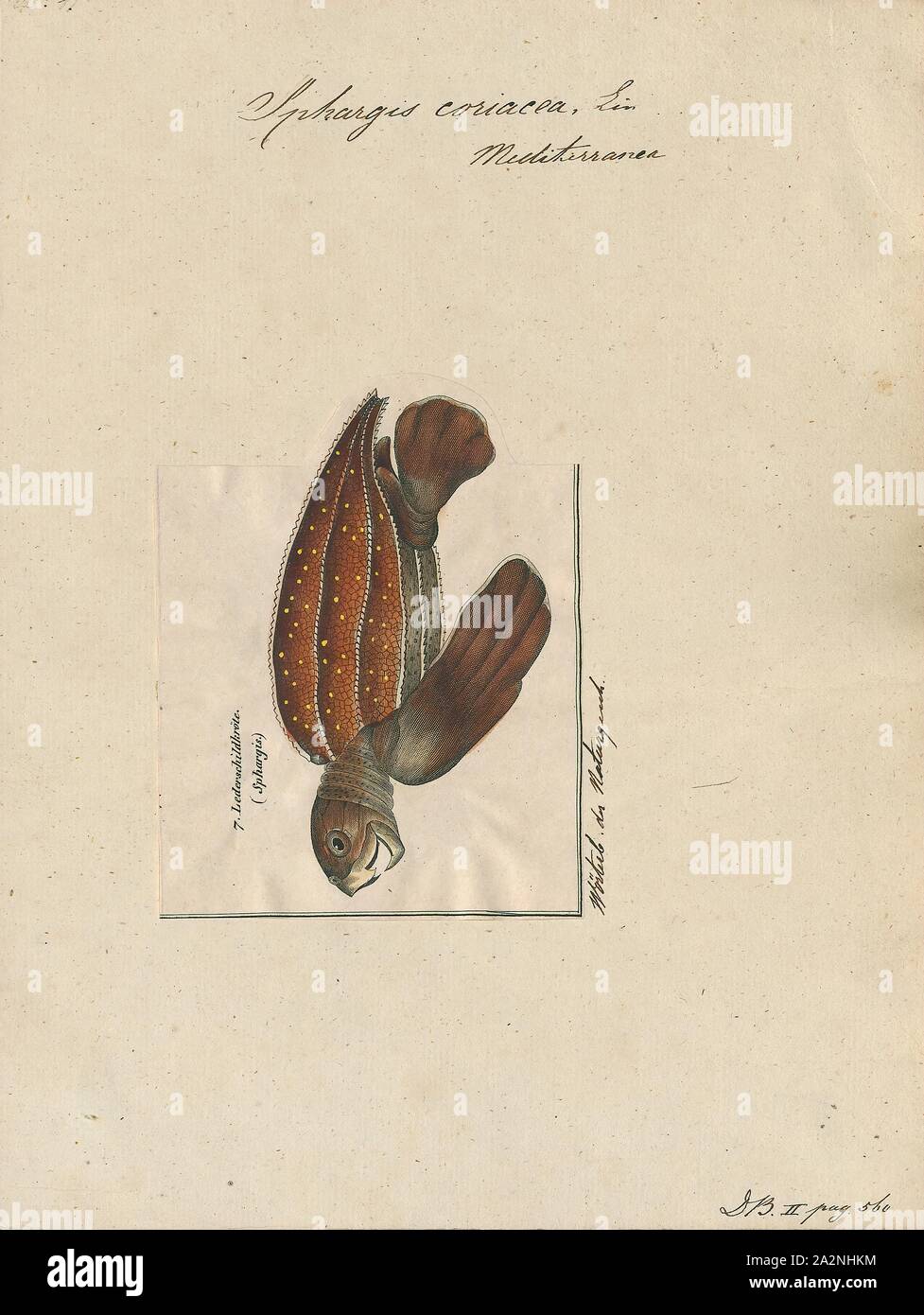 Sphargis coriacea, Imprimer, la tortue luth (Dermochelys coriacea), parfois appelée la tortue luth tortue coriace ou ou tout simplement le luth, est la plus grande de toutes les tortues vivantes et est le quatrième plus gros reptile moderne derrière trois crocodiliens. C'est la seule espèce vivante du genre Dermochelys et famille Dermochélidés. Il peut facilement être distingué d'autres tortues de mer moderne par son manque d'un shell, d'où le nom. Au lieu de cela, sa carapace est couverte par la peau et la chair grasse, 1700-1880. Banque D'Images