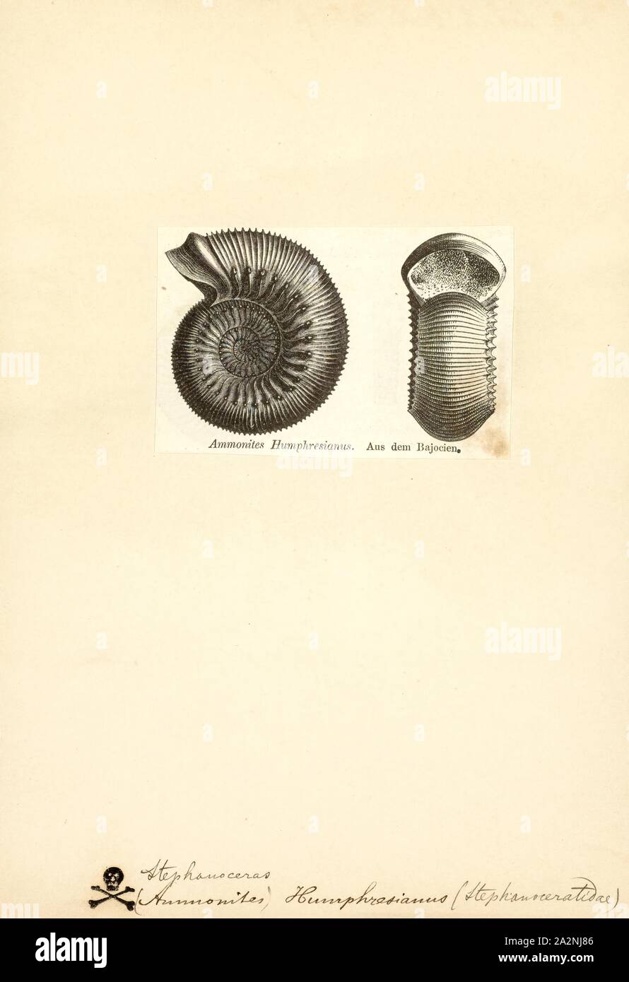 Stephanoceras, Imprimer Stephanoceras (signifiant corne de la couronne) est un genre éteint d'Stephanoceratoid ammonite qui a vécu pendant le Bajocian (Jurassique moyen). C'est le genre type de la famille Stephanoceratidae Banque D'Images