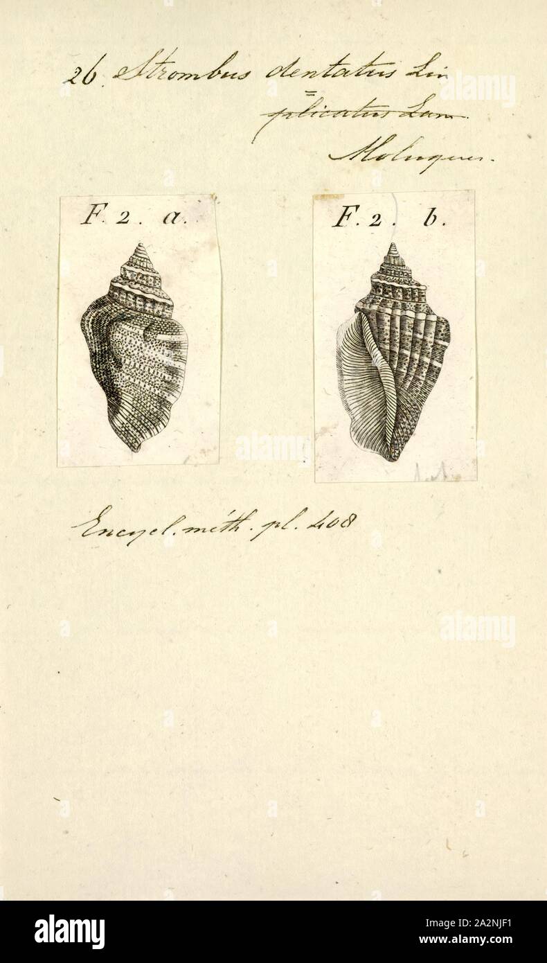 Strombus dentatus, Print, Tridentarius dentatus, nom commun : la conque, est une espèce de pseudoscorpions de la famille Strombidae, le vrai conques Banque D'Images