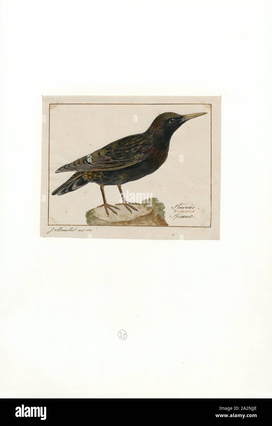 Sturnus vulgaris, d'impression, de l'étourneau sansonnet (Sturnus vulgaris), également connu sous le nom de l'étourneau sansonnet, ou dans les îles Britanniques à l'étourneau sansonnet, est une espèce de passereau de la famille des Fringillidae, Starling. Il est d'environ 20 cm (8 po) de long et a un plumage noir brillant avec un reflet métallique, qui est parsemé de blanc à certains moments de l'année. Les pattes sont roses et le bec est noir et jaune en hiver en été ; les jeunes oiseaux ont un plumage plus brunes que les adultes. C'est un oiseau bruyant, surtout dans les parties juchoirs et autres situations grégaires, avec un chant varié mais habile. Son don pour Banque D'Images