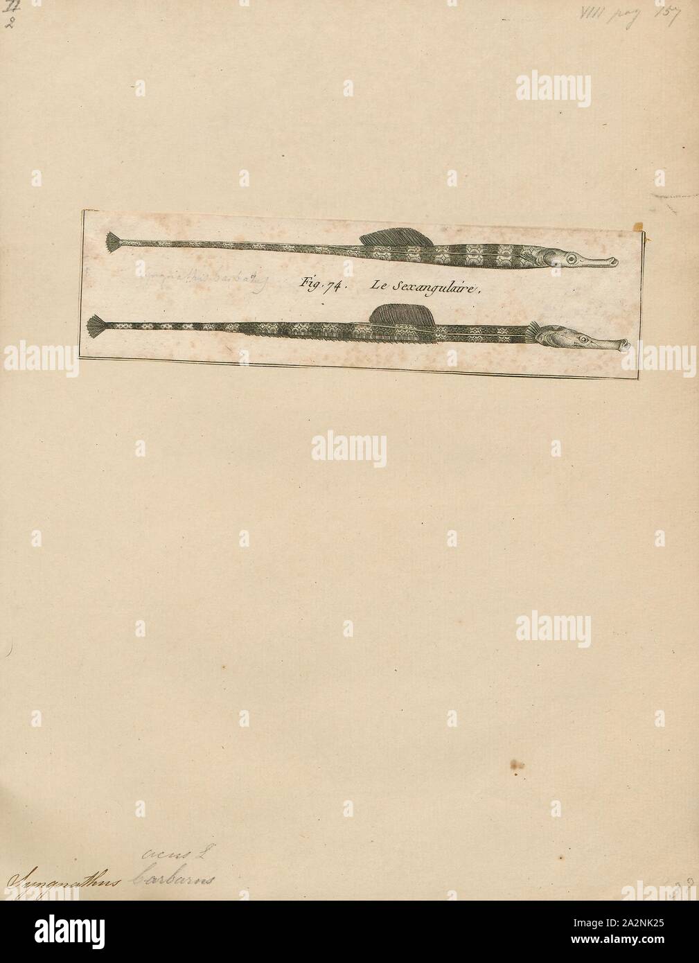 Syngnathus acus, Print, plus les syngnathes (Syngnathus acus syngnathe) est une de la famille des Syngnathidae. C'est un poisson de mer et de l'espèce type du genre Syngnathus., 1700-1880 Banque D'Images